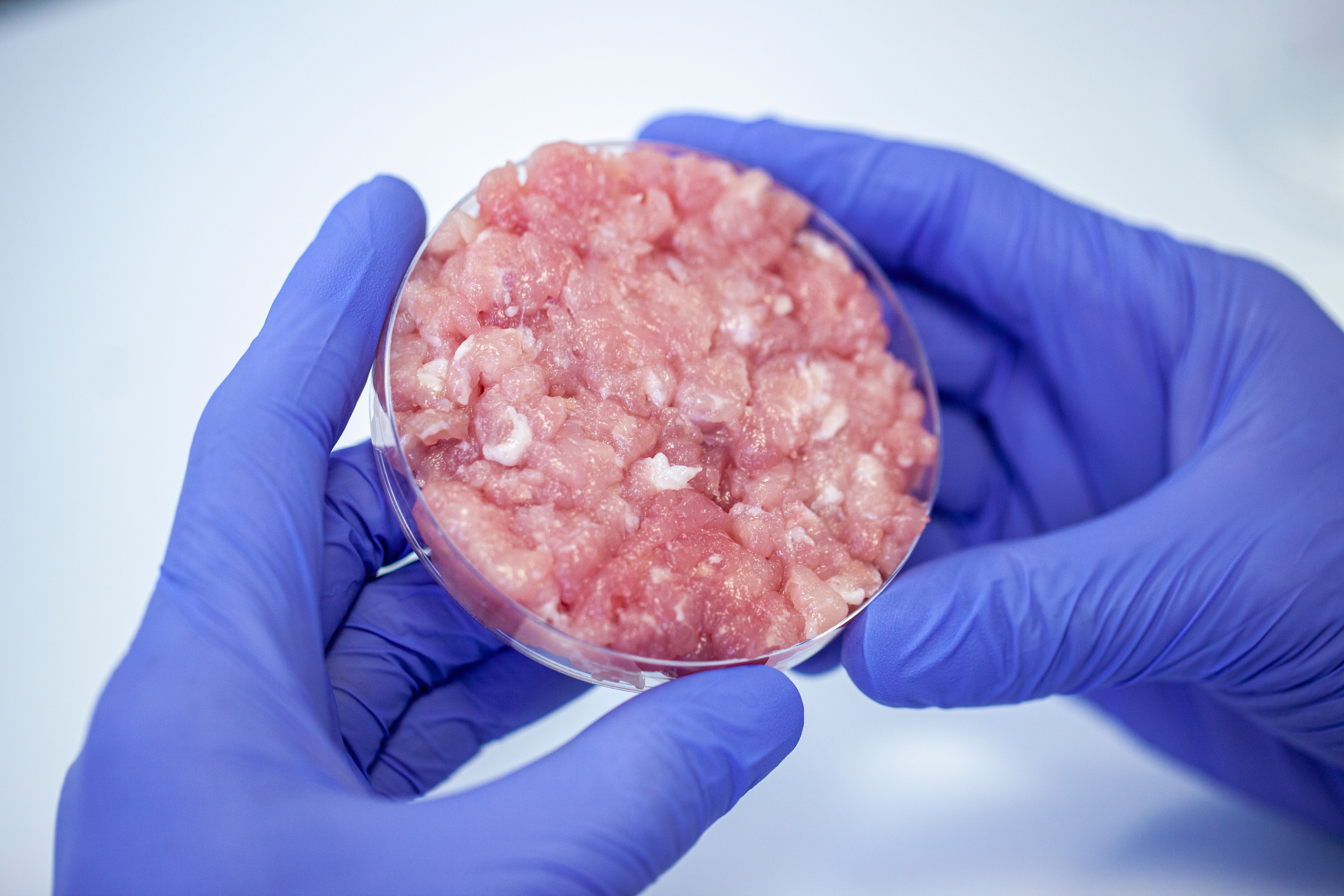 lab grown meat