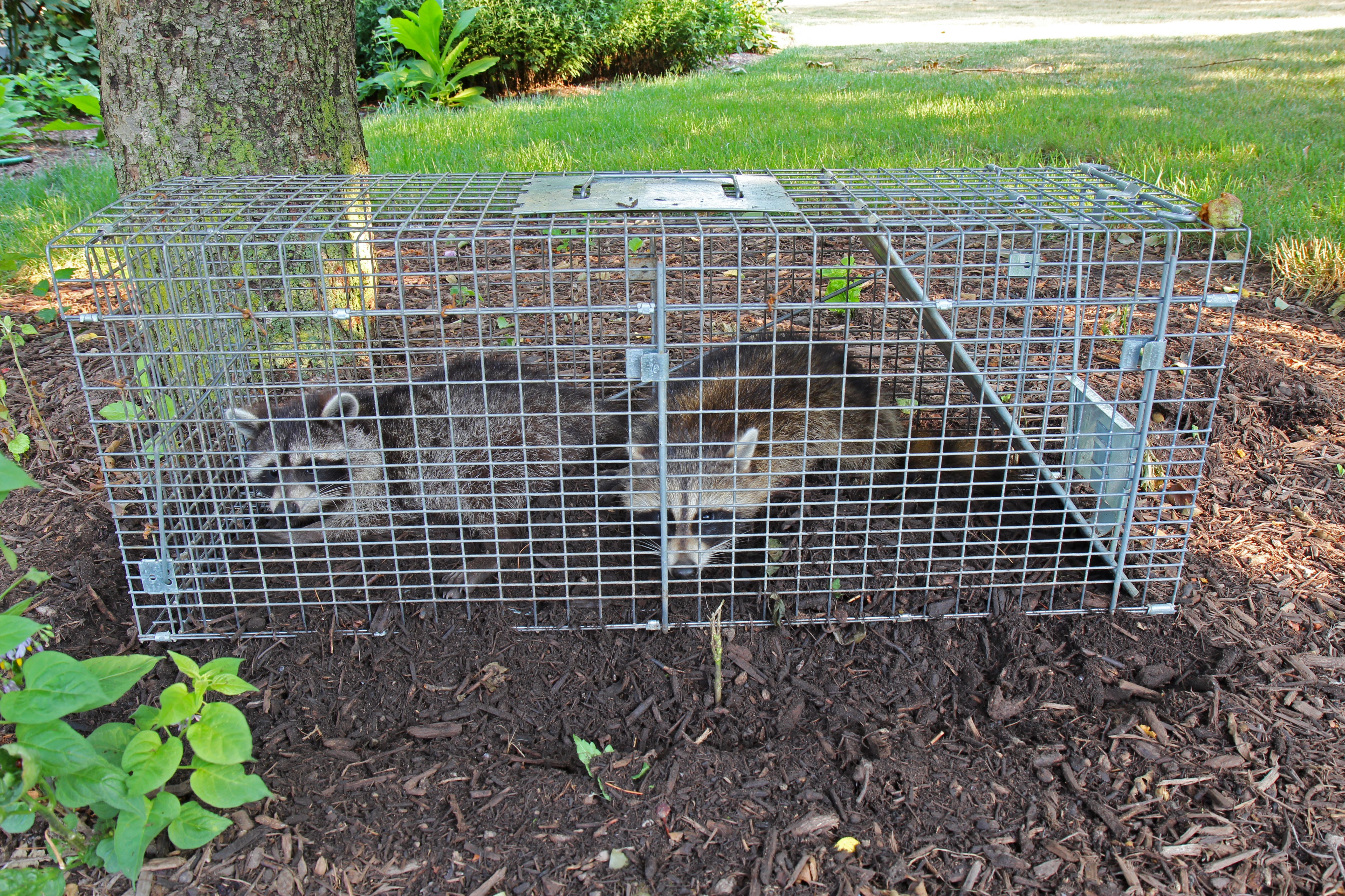 raccoon control