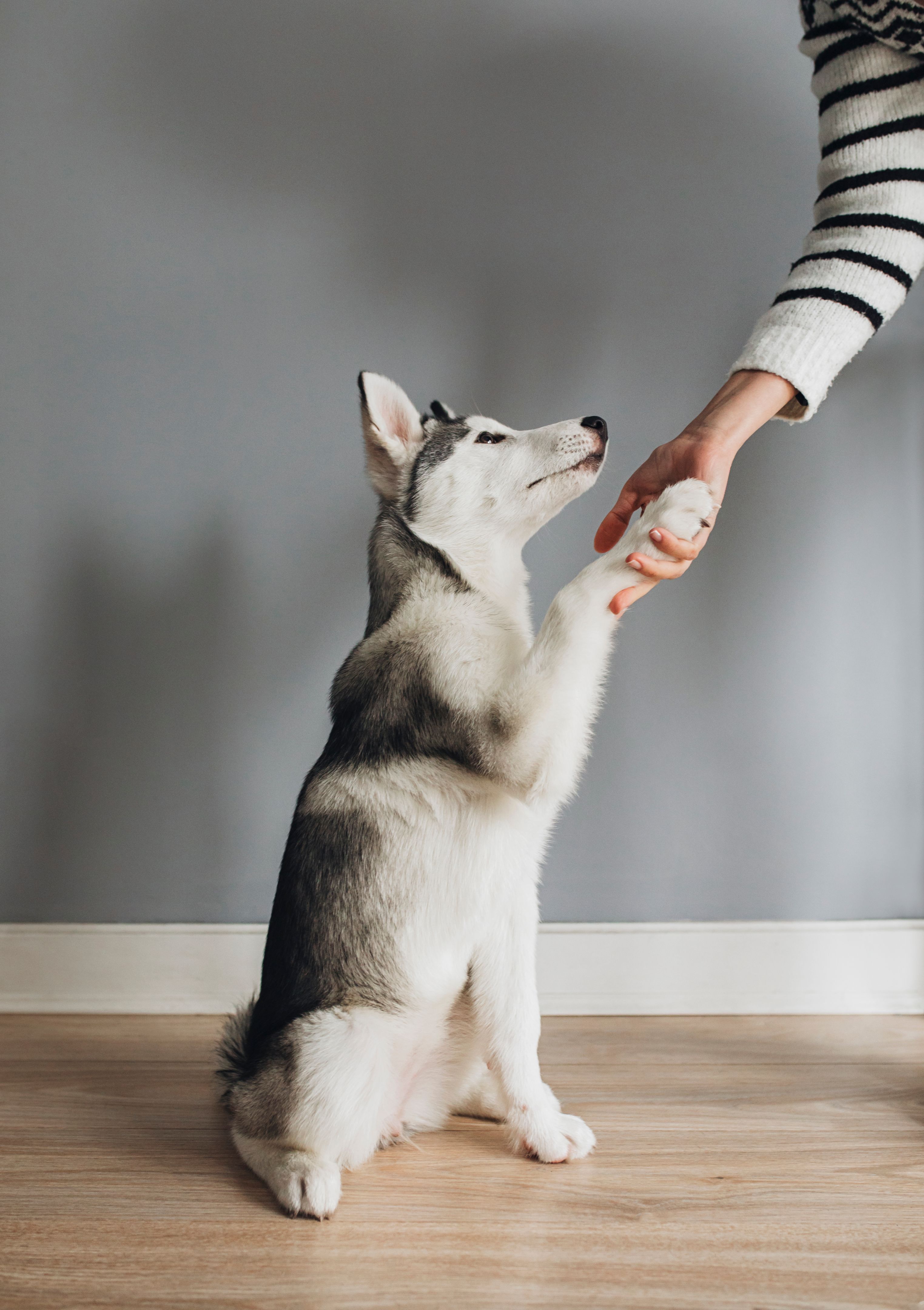 dog training indoors