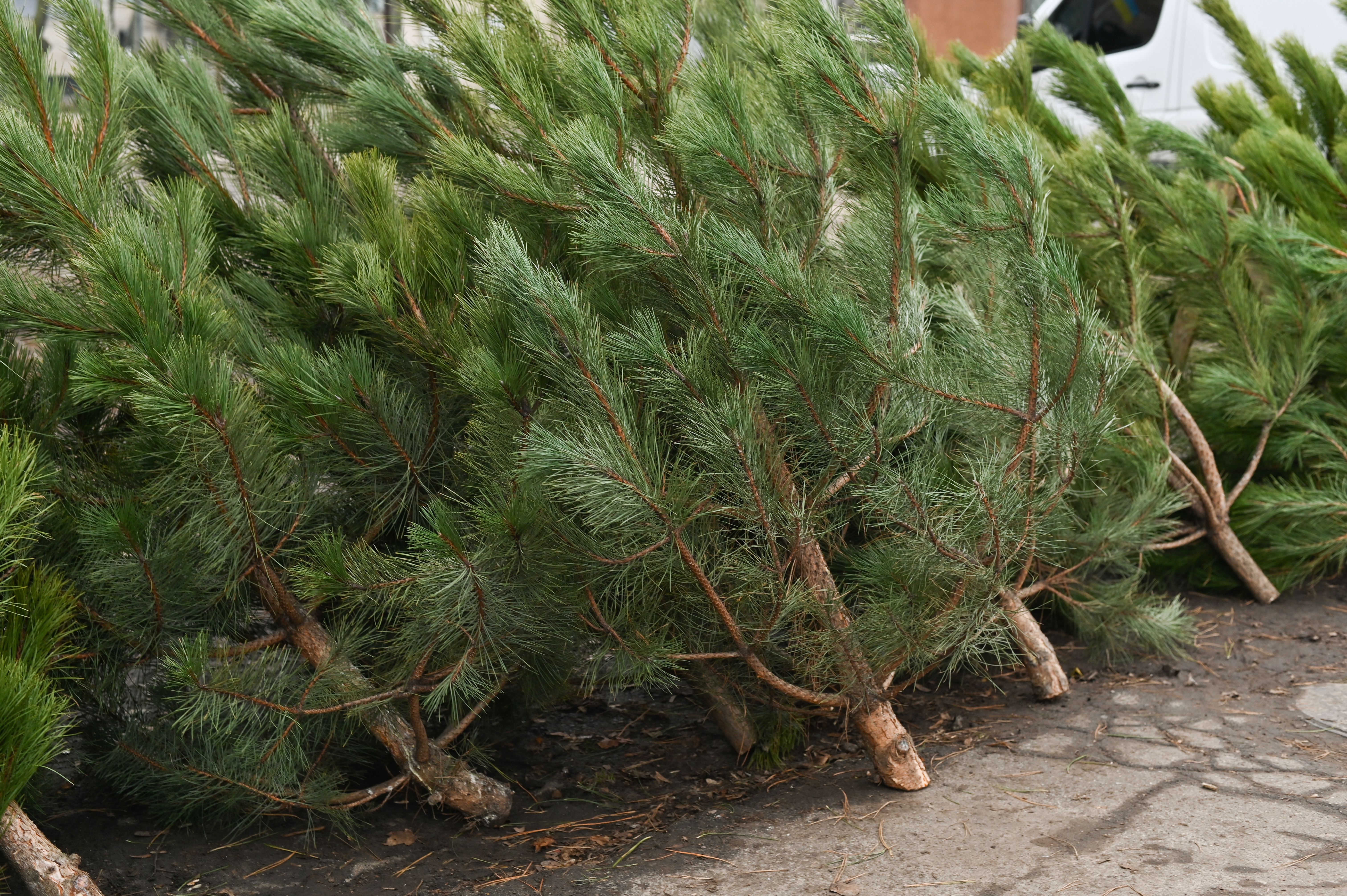 christmas lights pricing