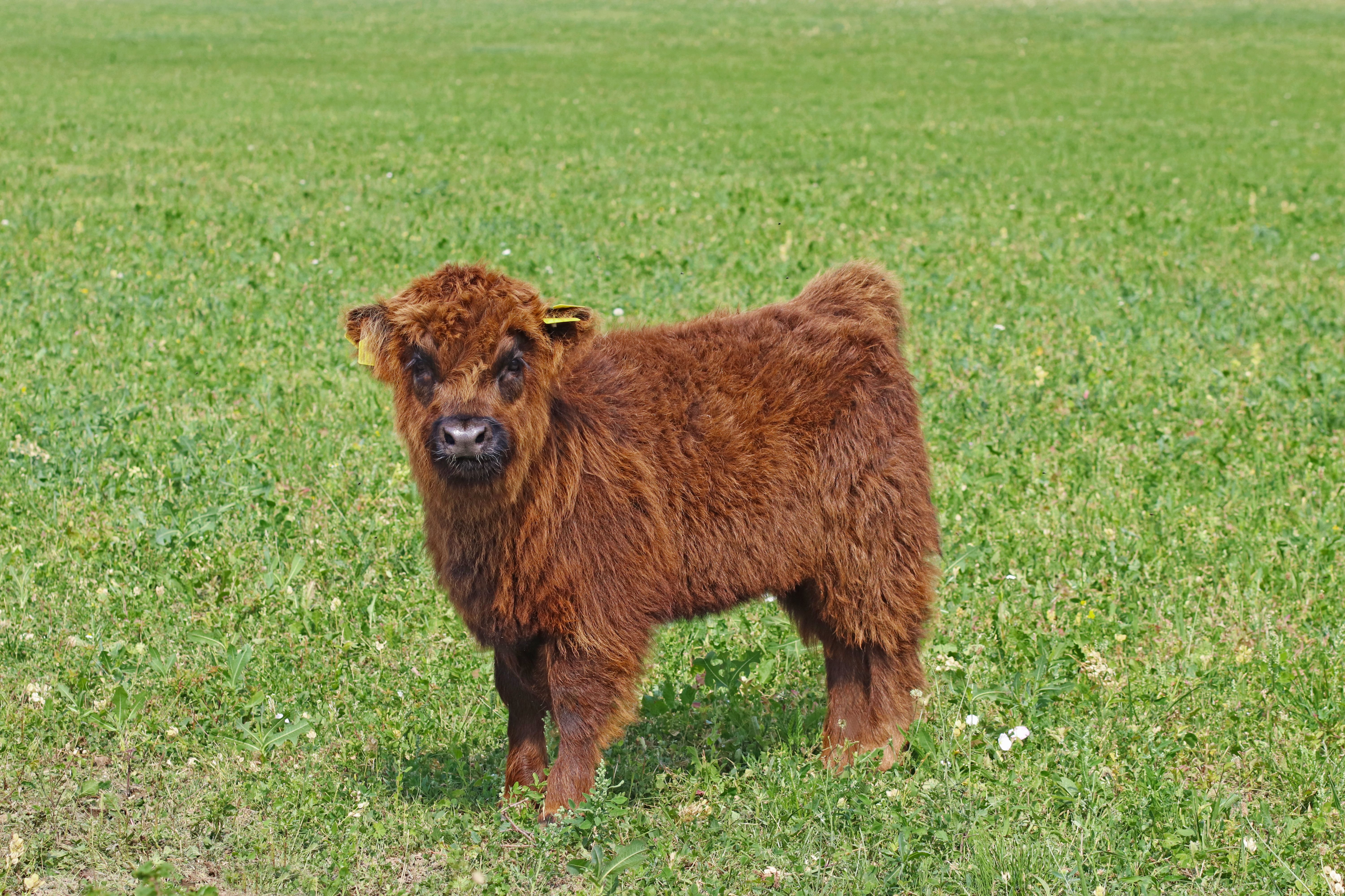 mini highland cattle summer