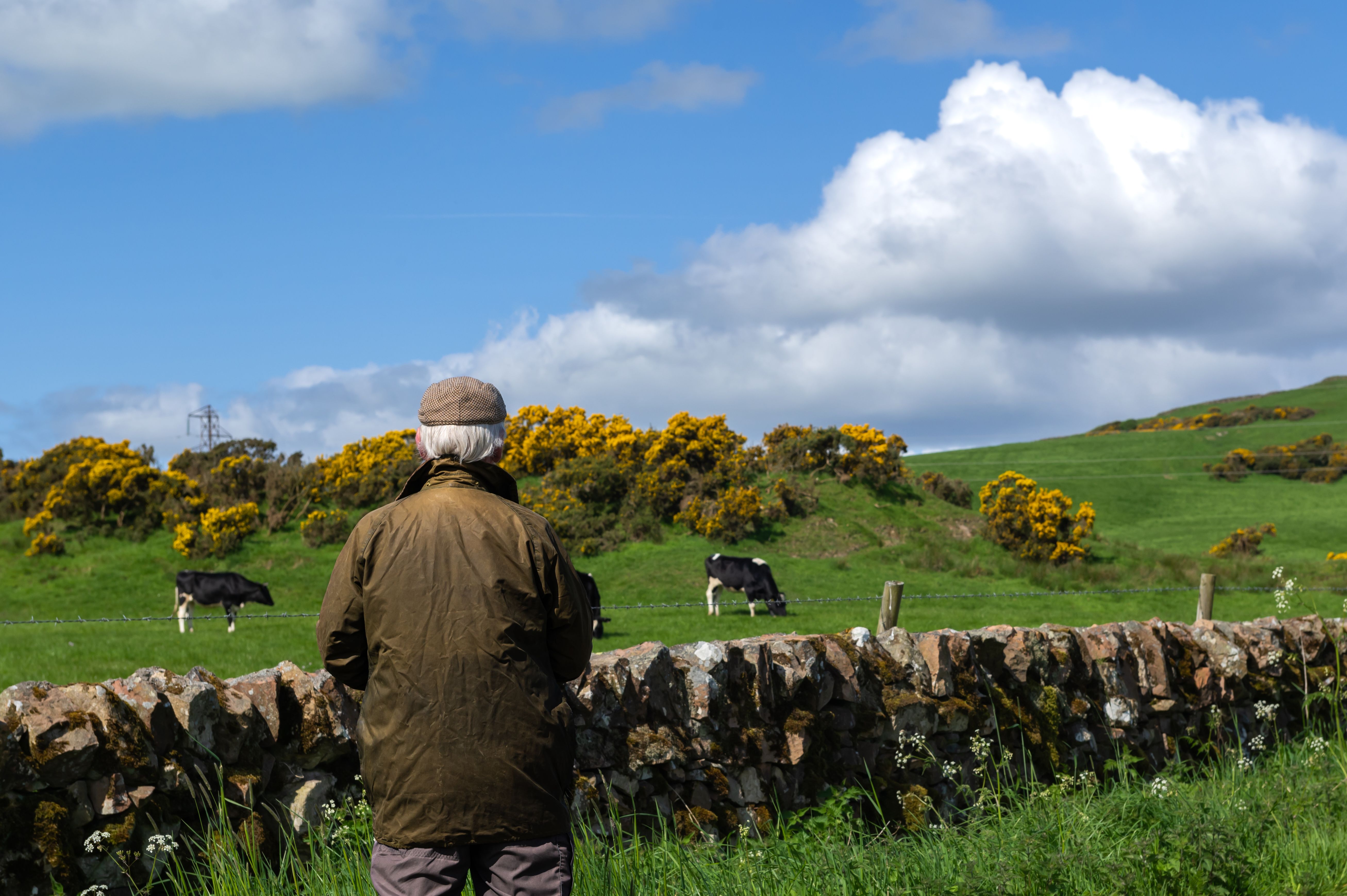 Rear view of a senior man looking at dairy cattle Rear view of a senior man looking at dairy cattle