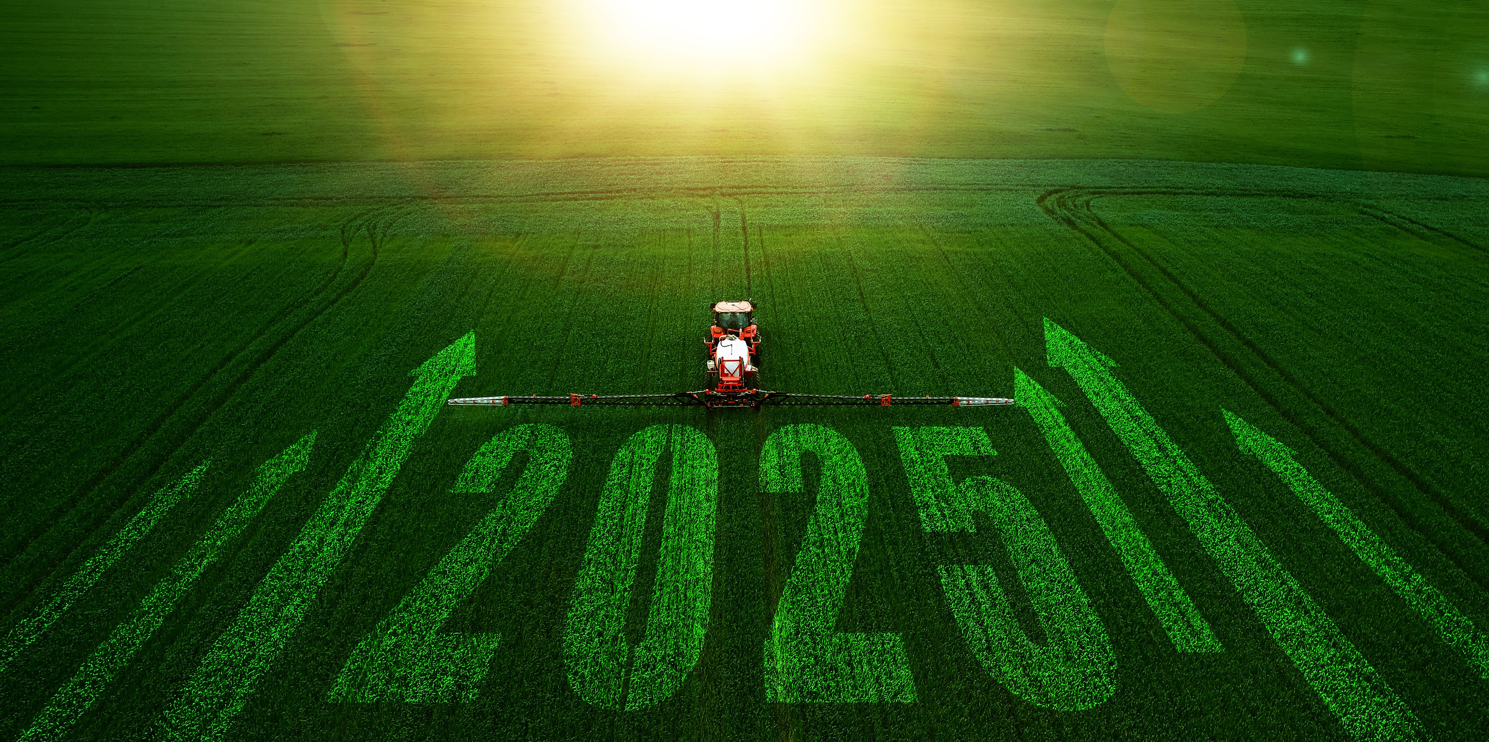 lawn care transformation