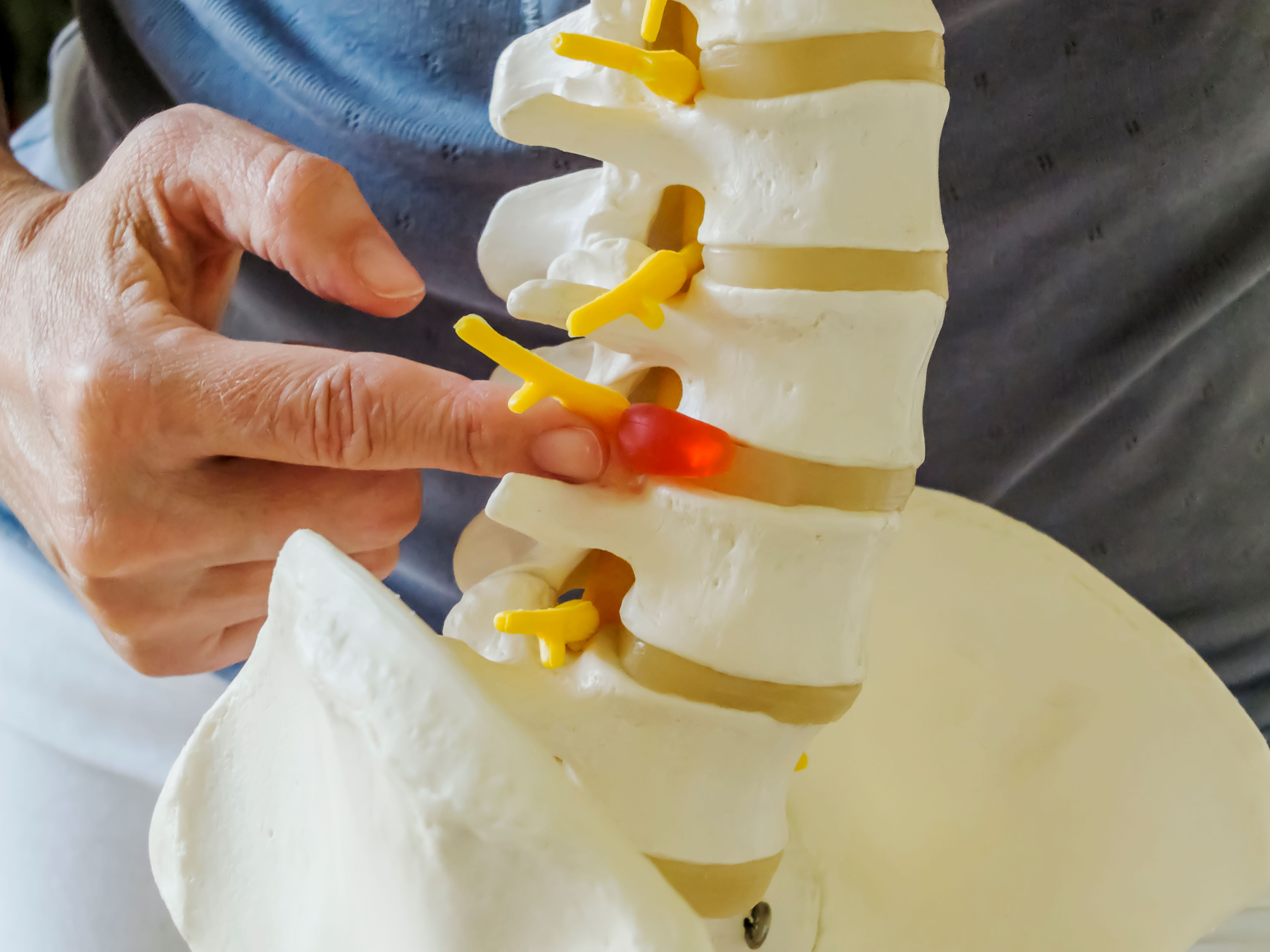 Spinal Column Spinal Column