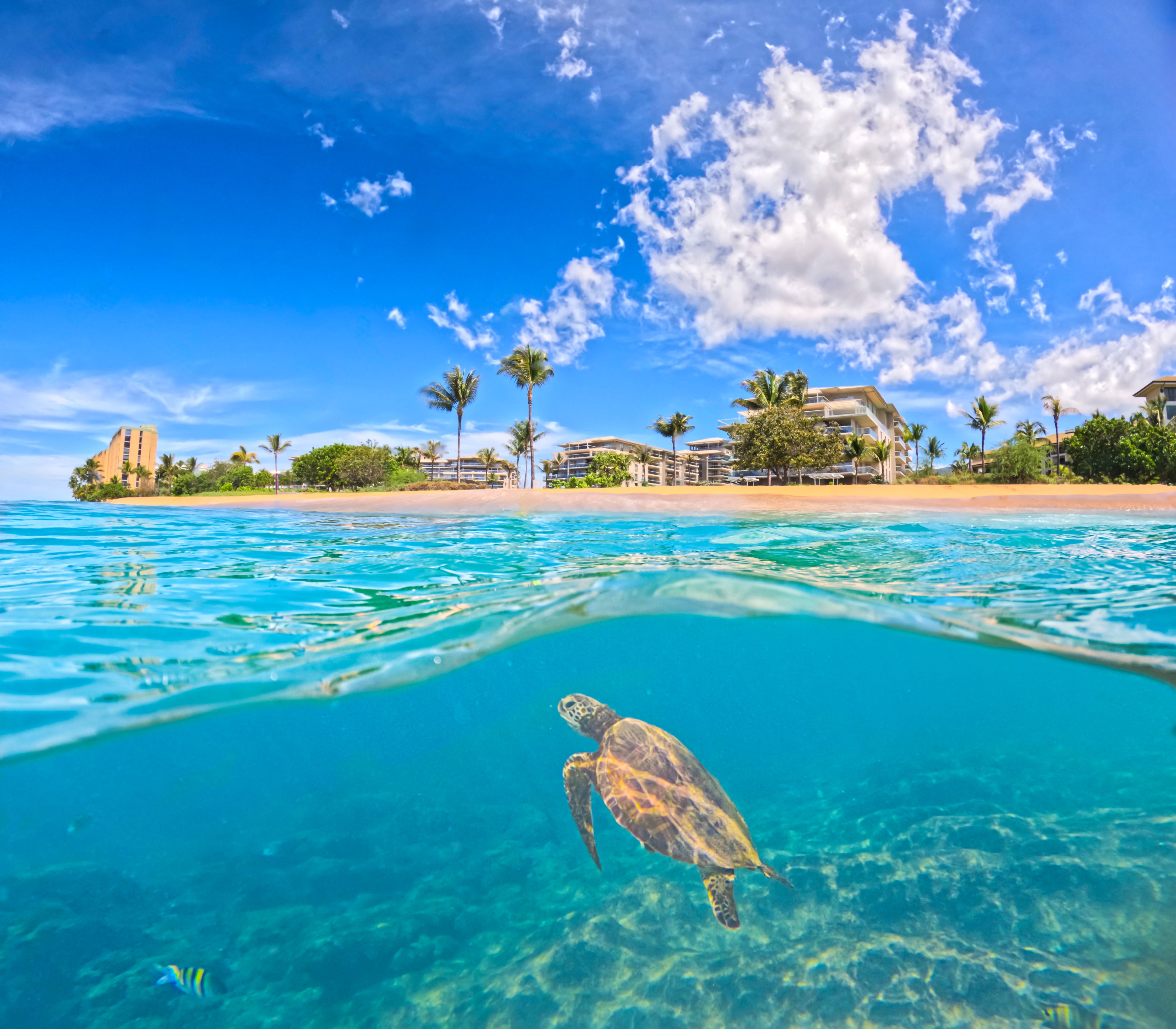 wildlife conservation