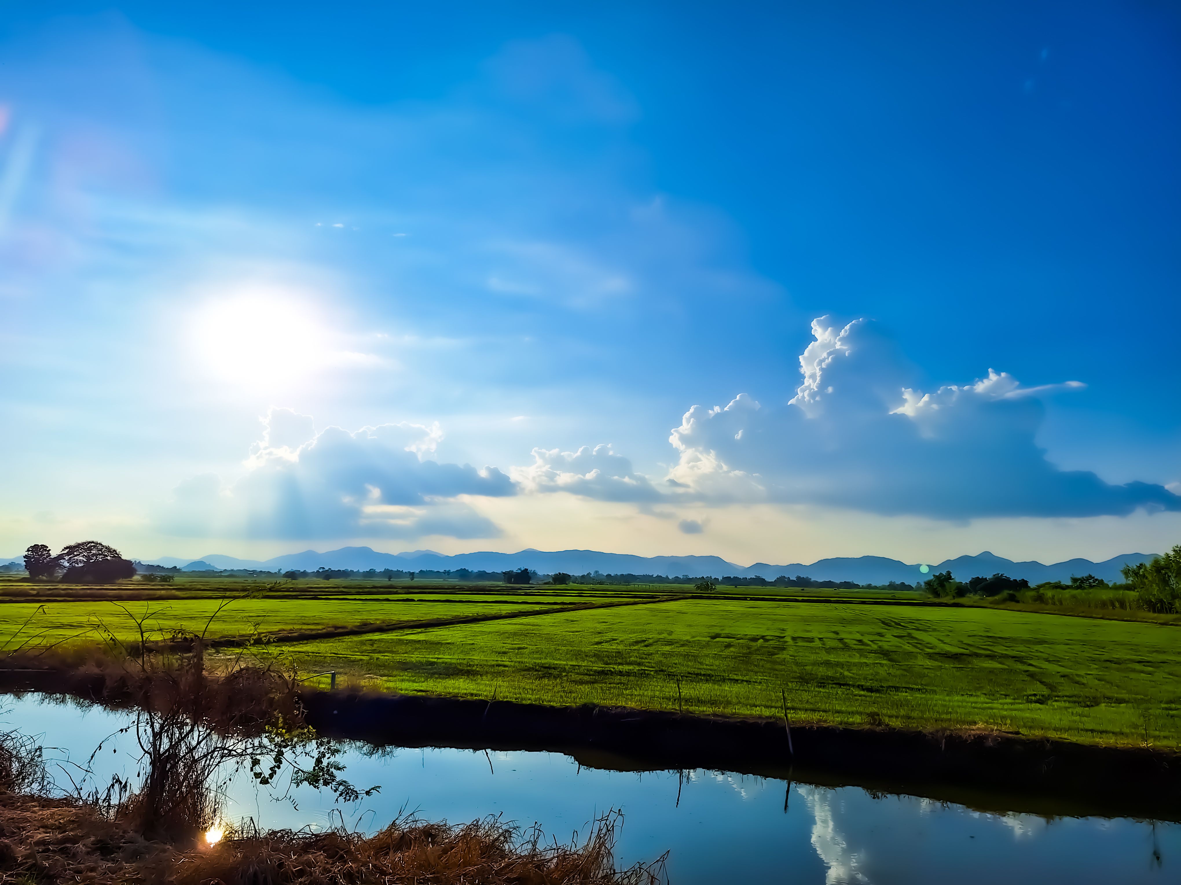A pond in the middle of a rice field.
