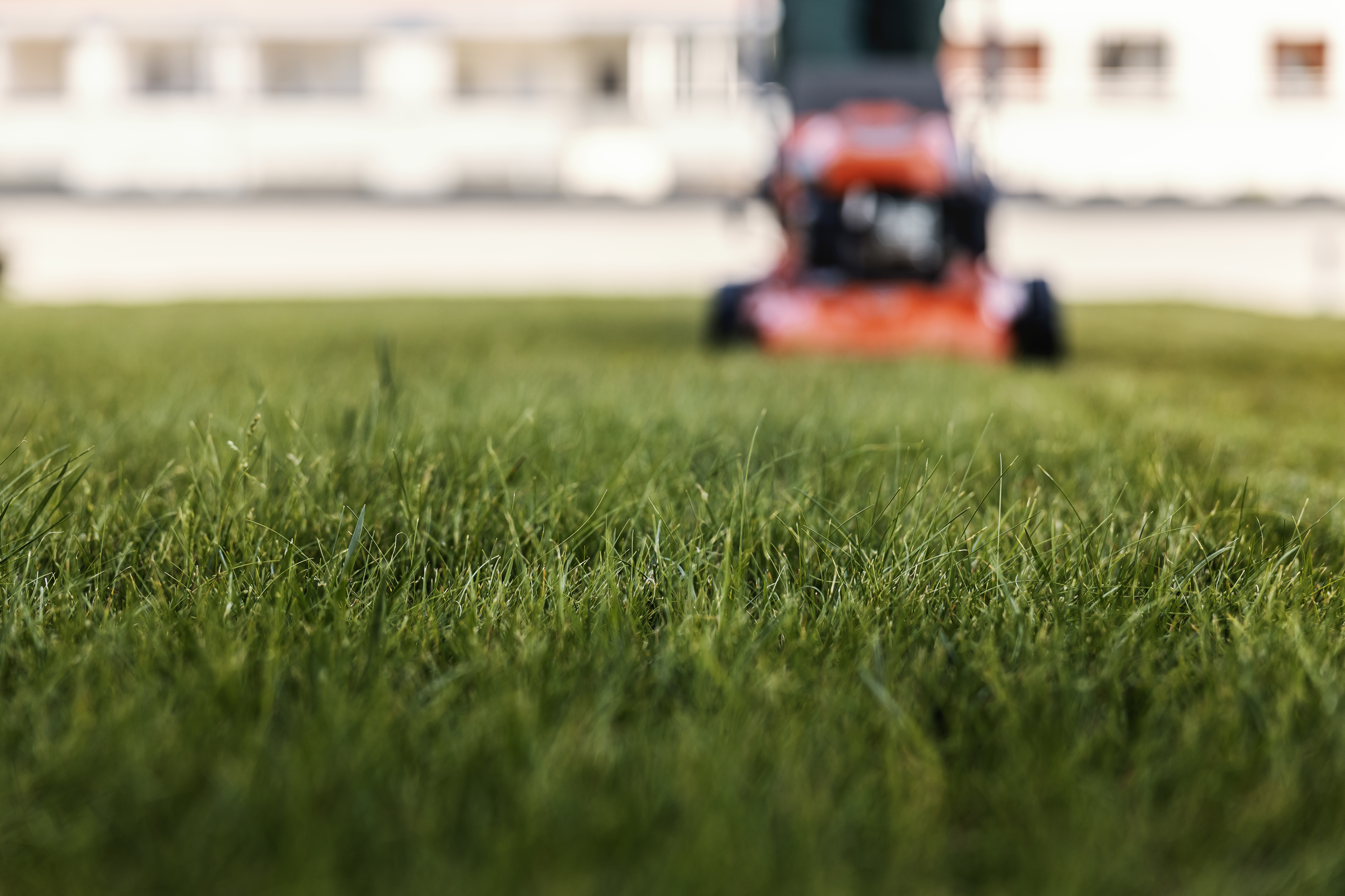 Selective focus on grass. In a blurry background is a worker mowing the lawn. Selective focus on grass. In a blurry background is a worker mowing the lawn.