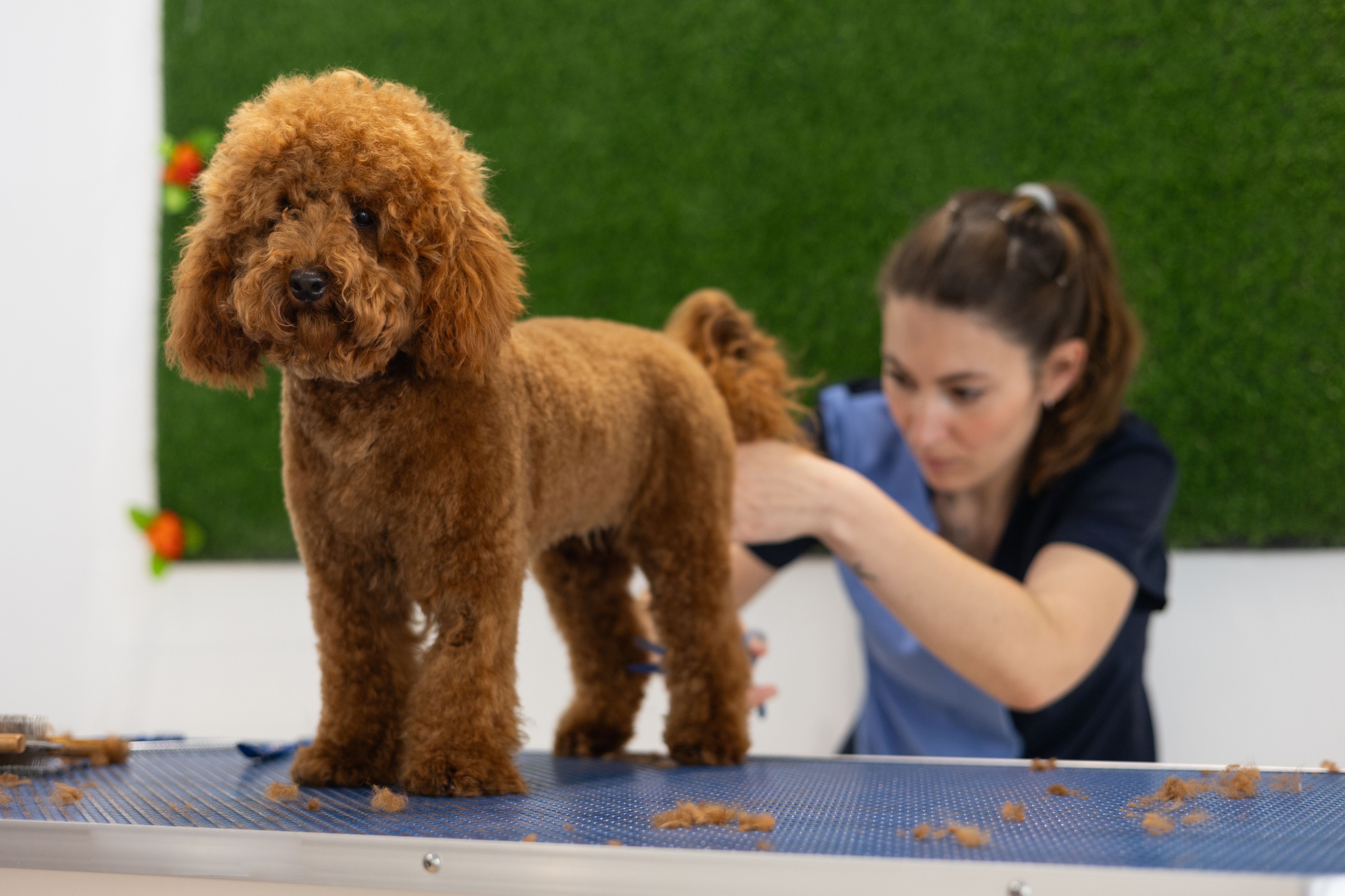 pet care professionals