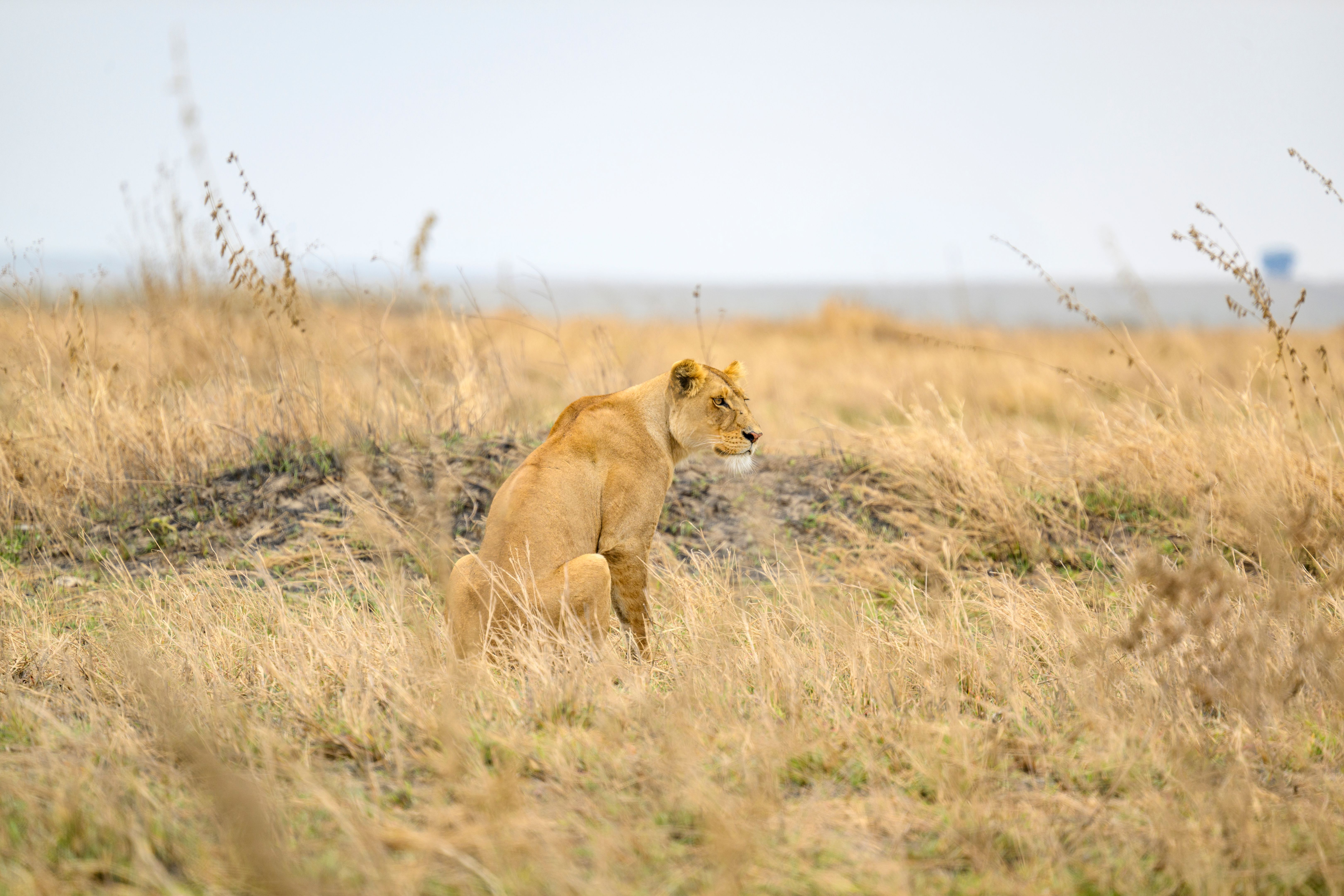 serengeti wildlife
