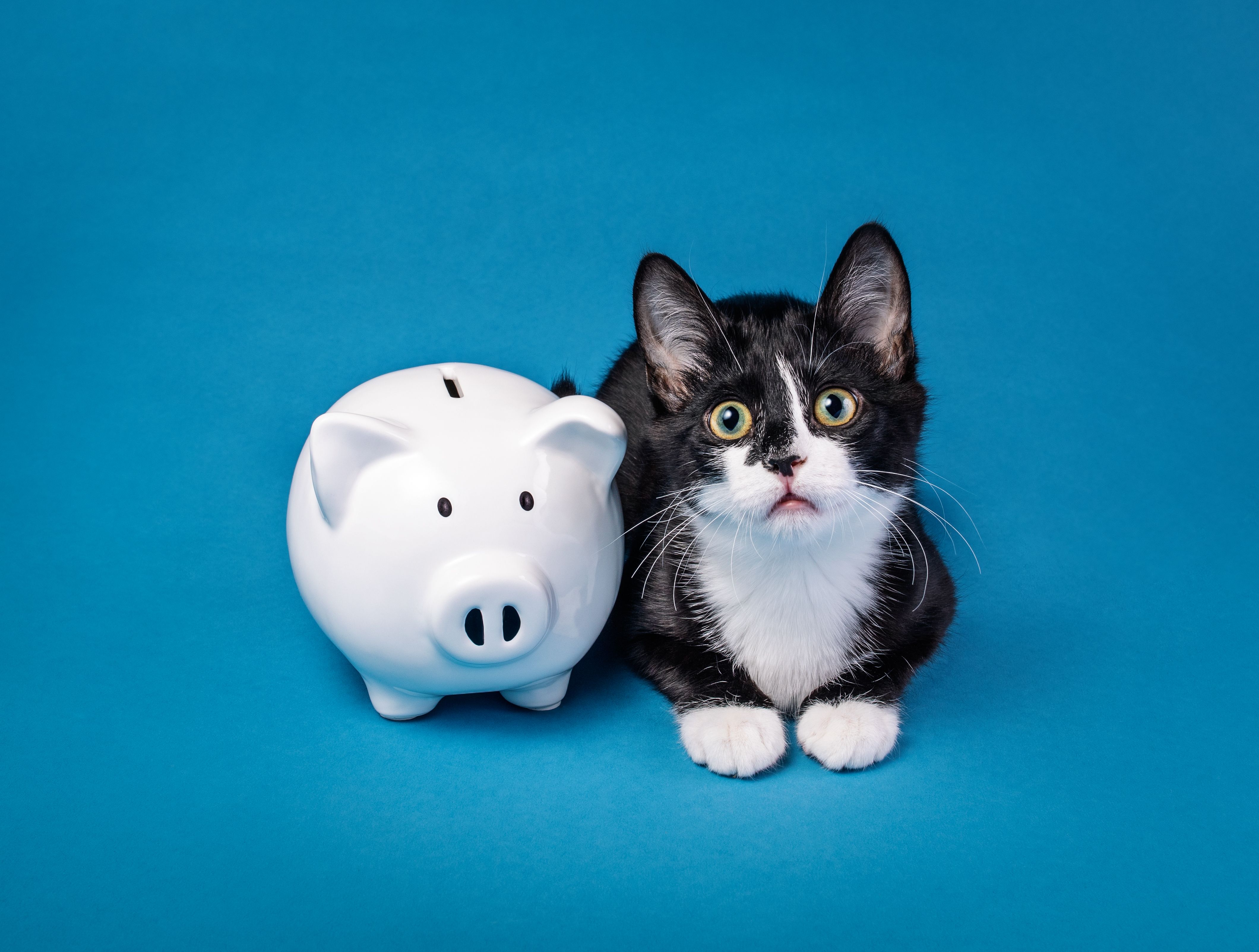 pet adoption fee