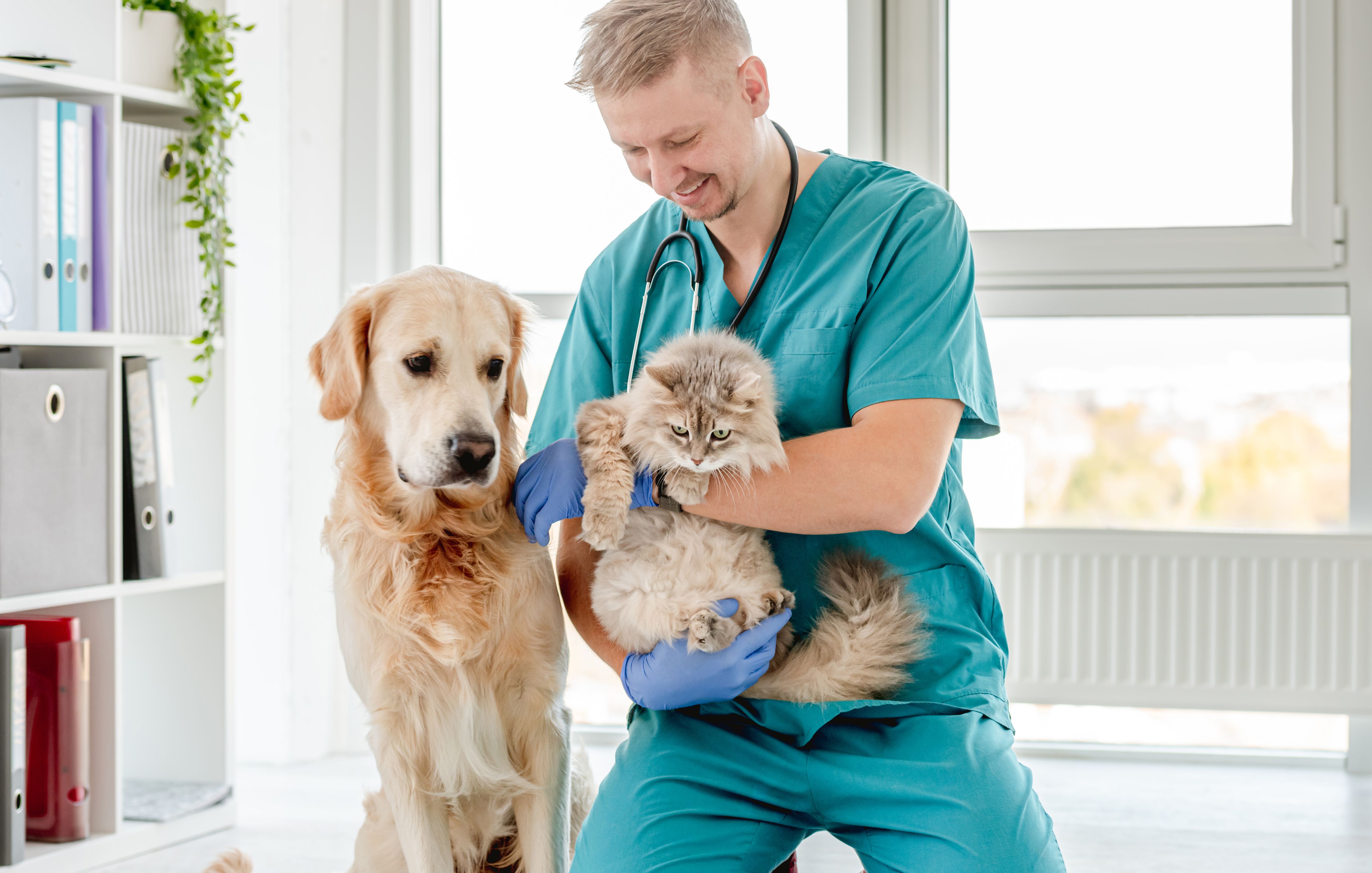 dog cat vet
