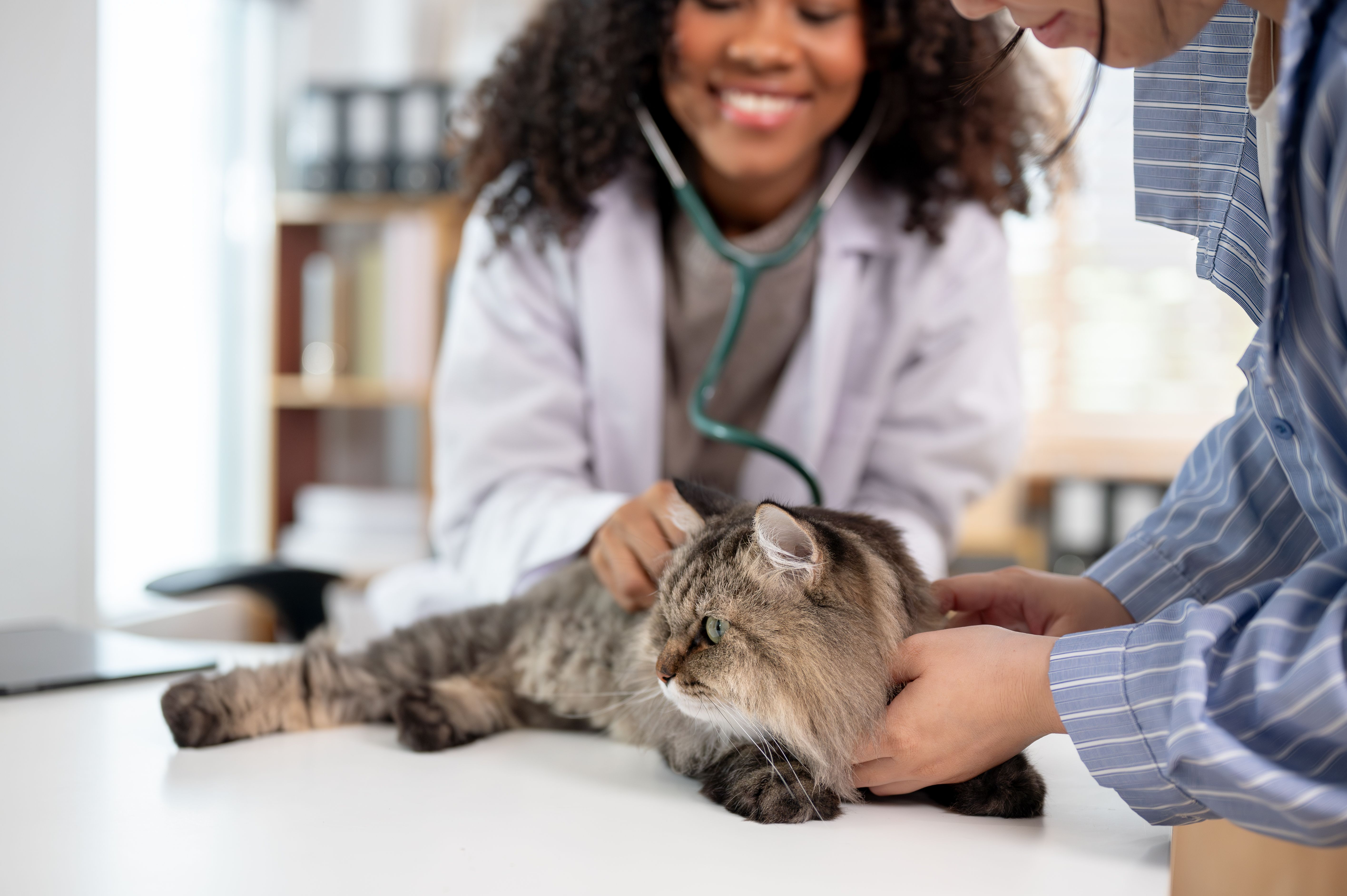 pet clinic