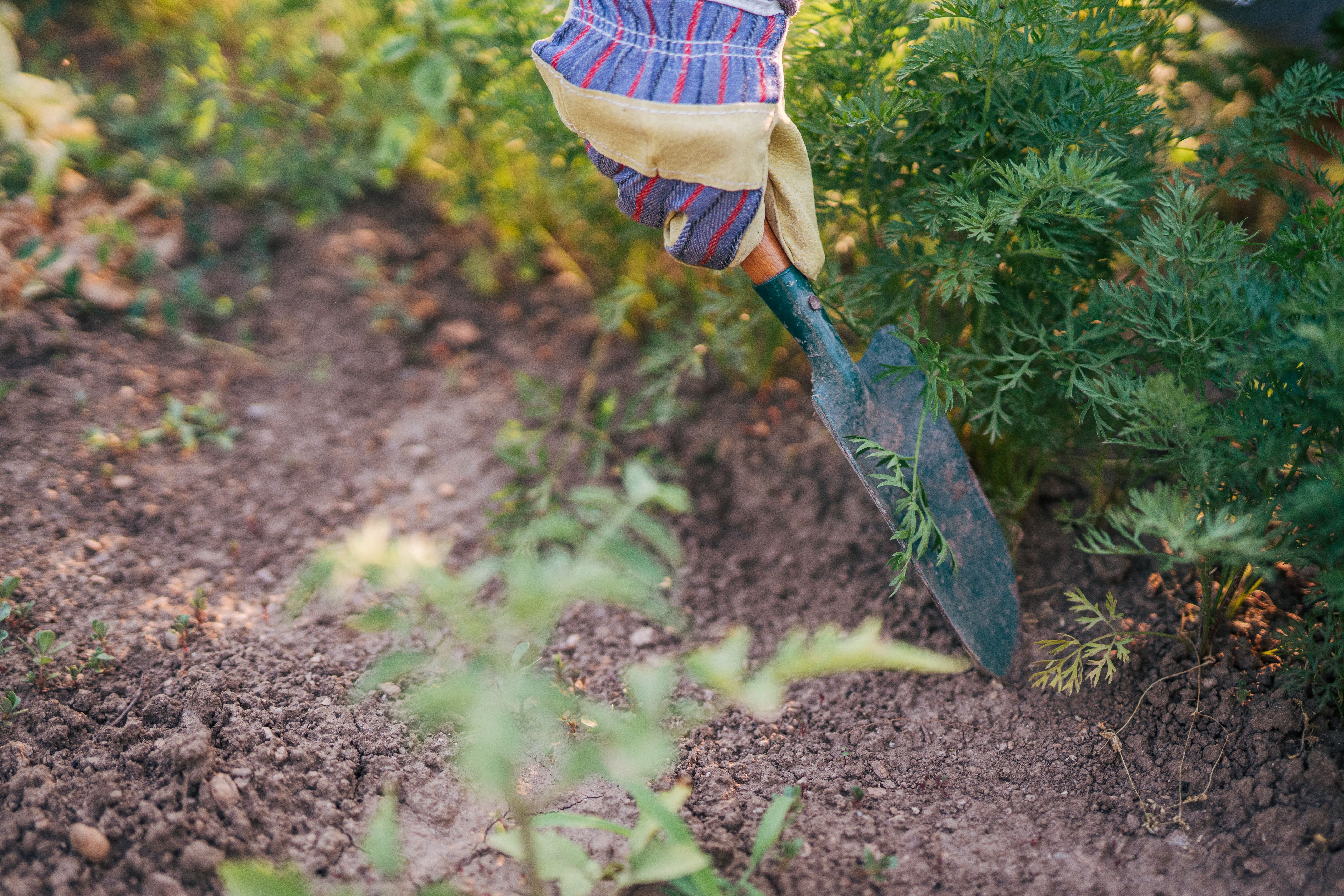 summer garden preparation