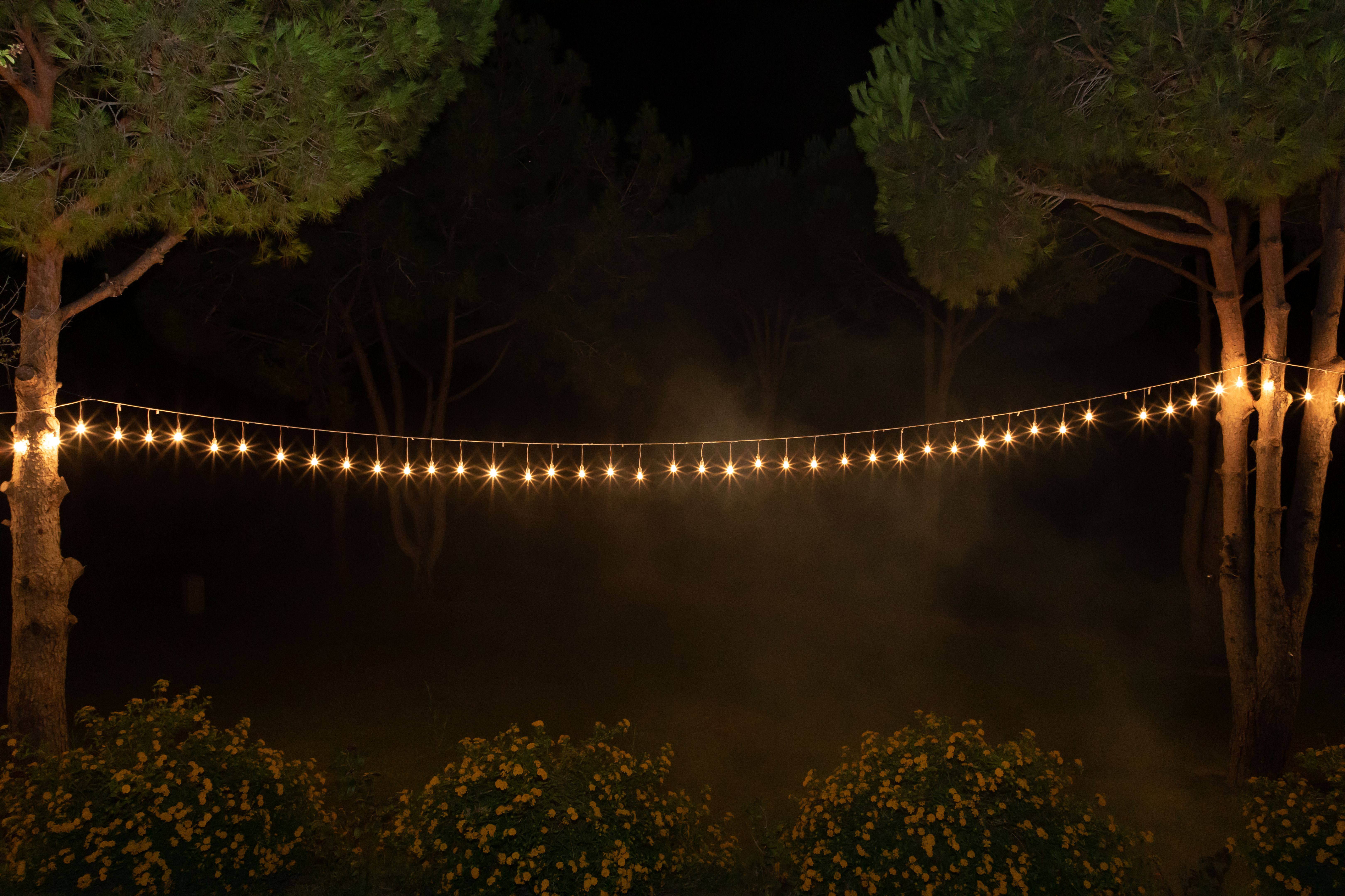 string lights garden