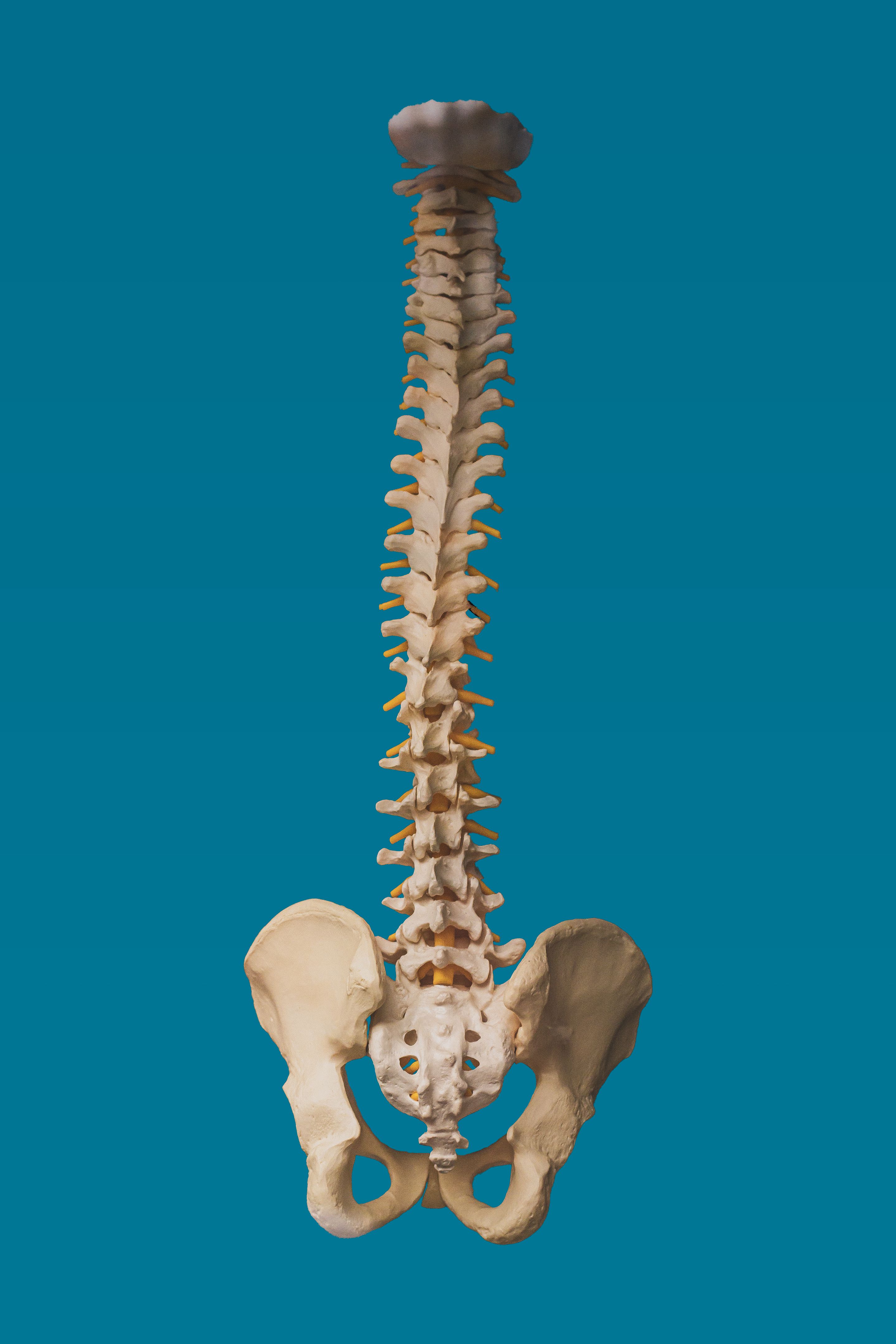 pelvic floor anatomy