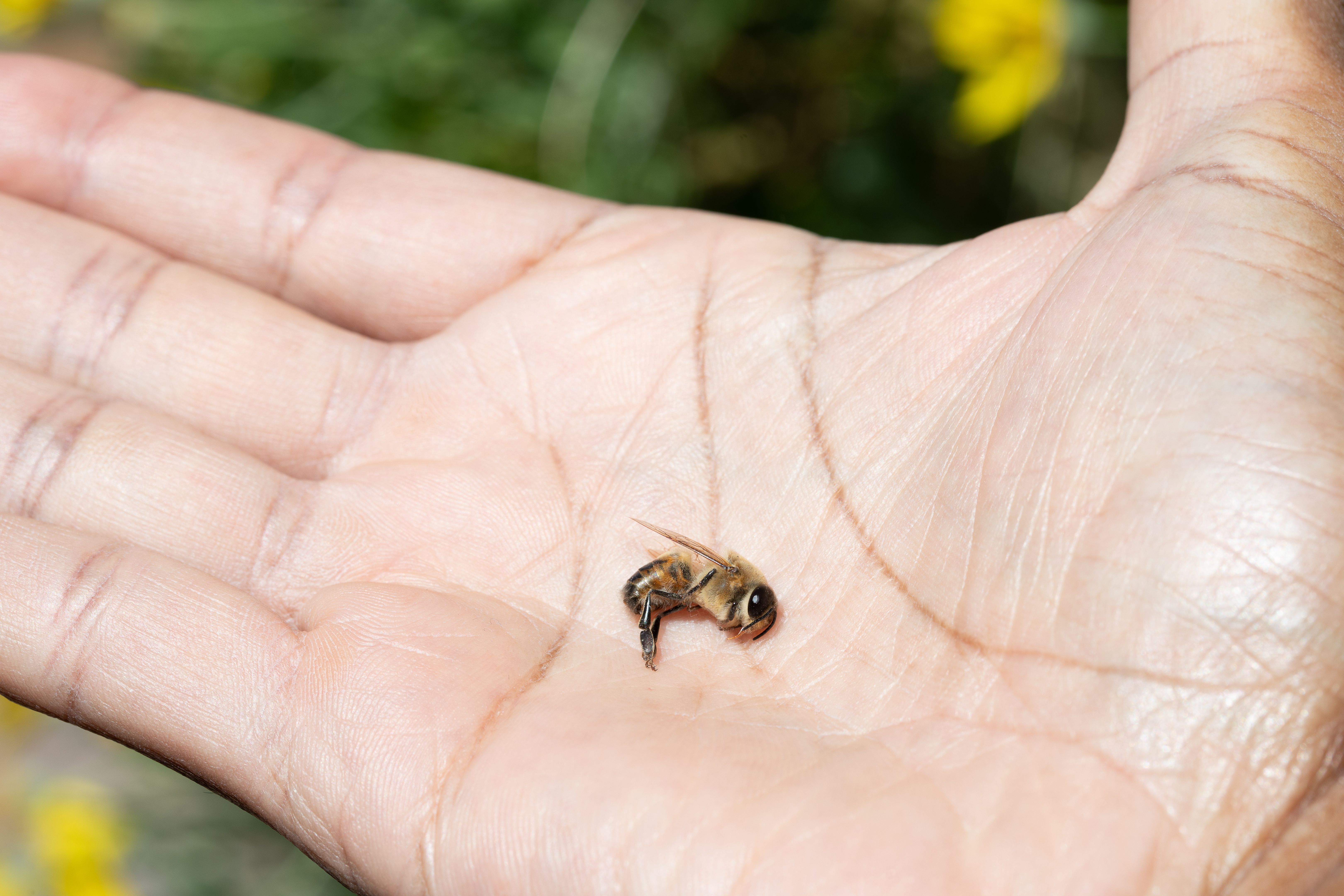 eco-friendly pest control