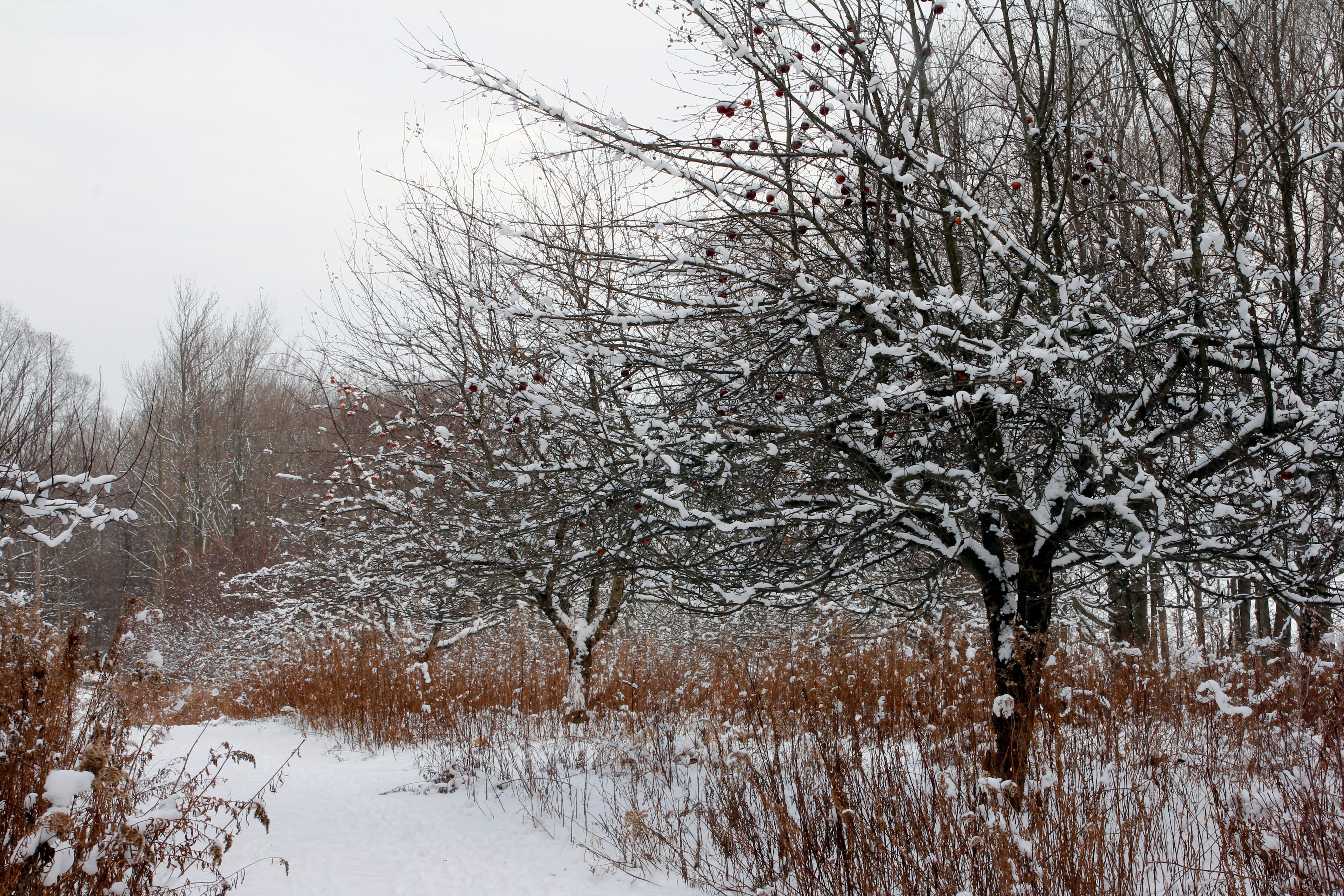 michigan winter garden