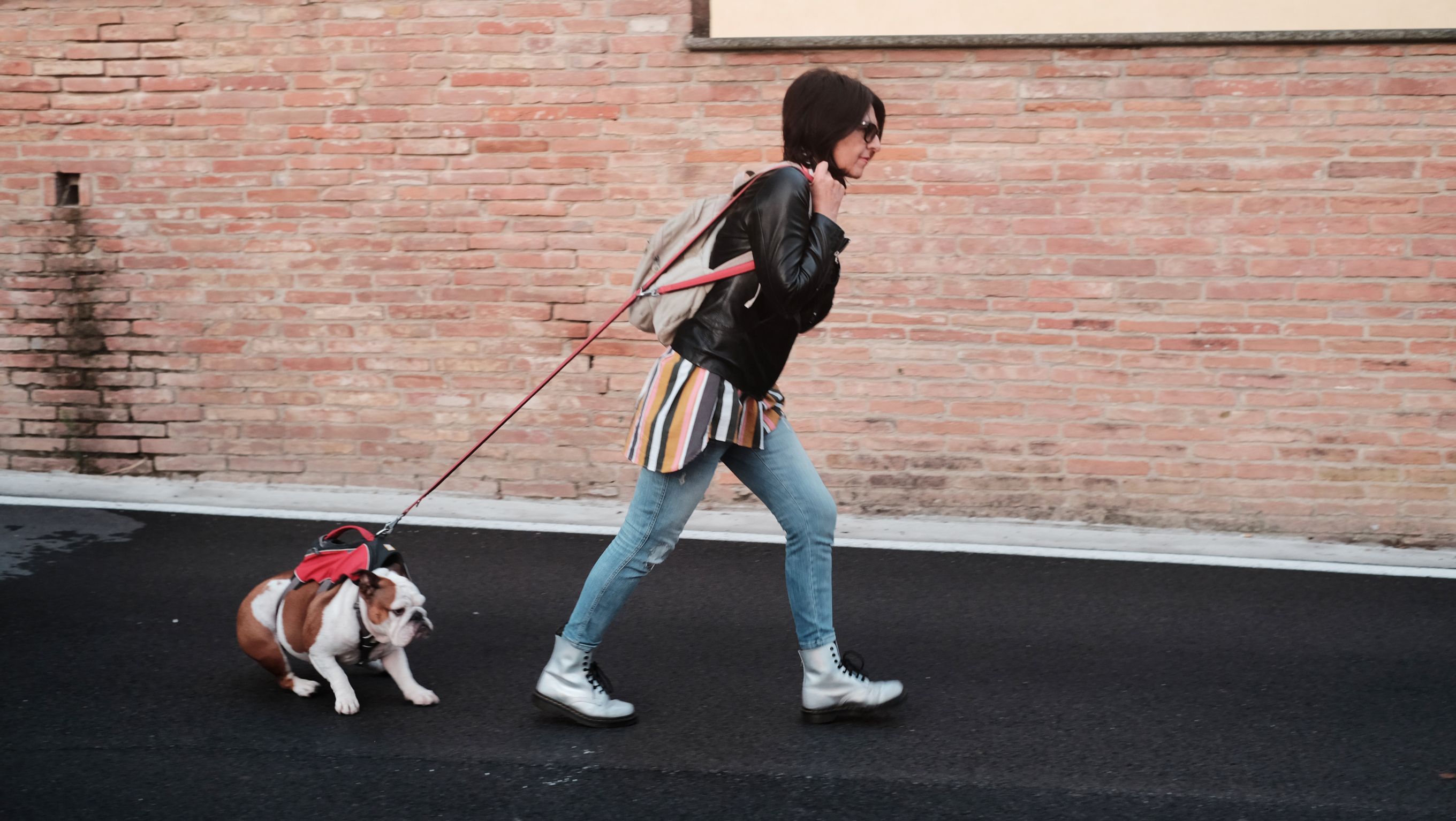 stubborn dog training