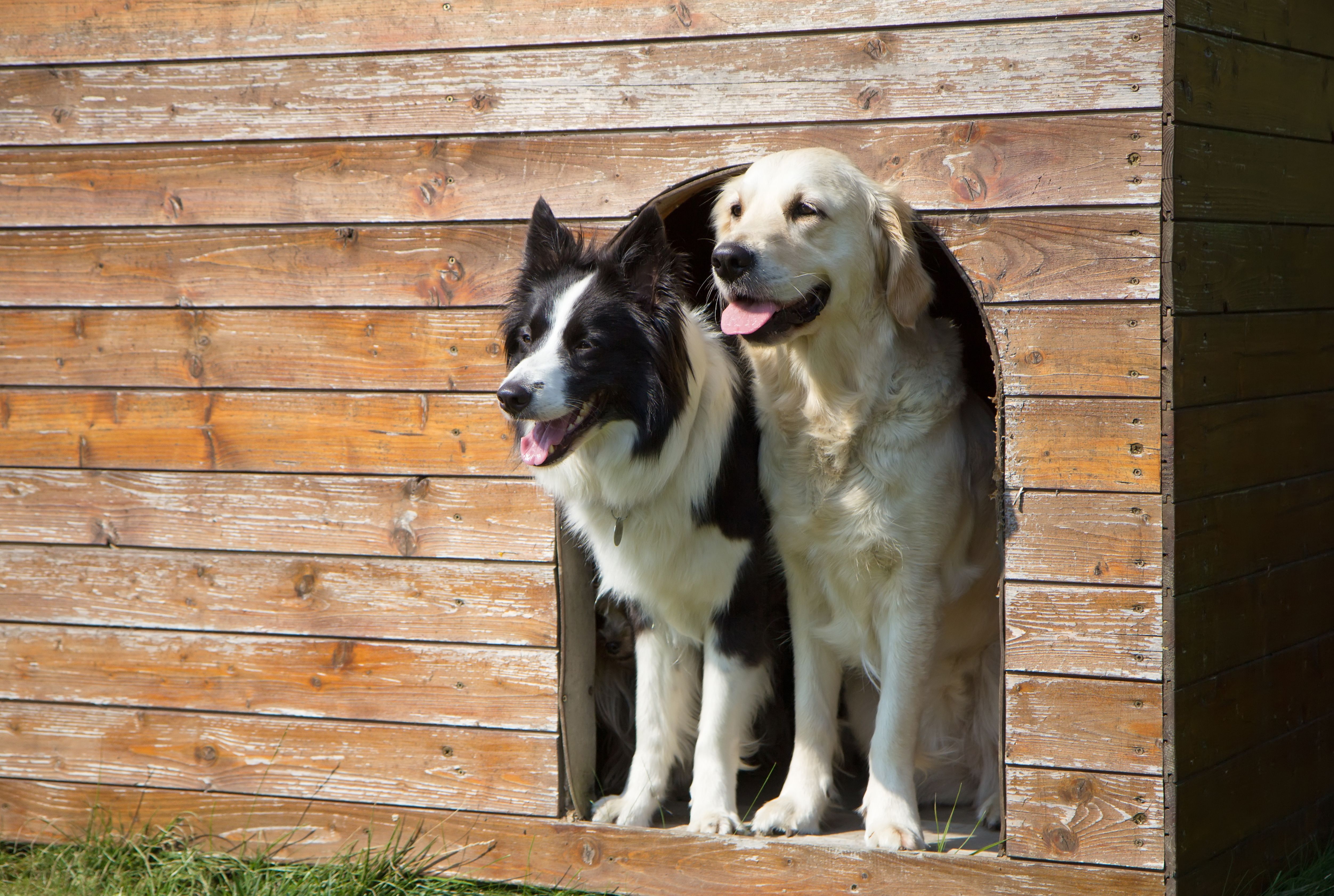 Border collie and Golden Retriever at doghouse Border collie and Golden Retriever at doghouse