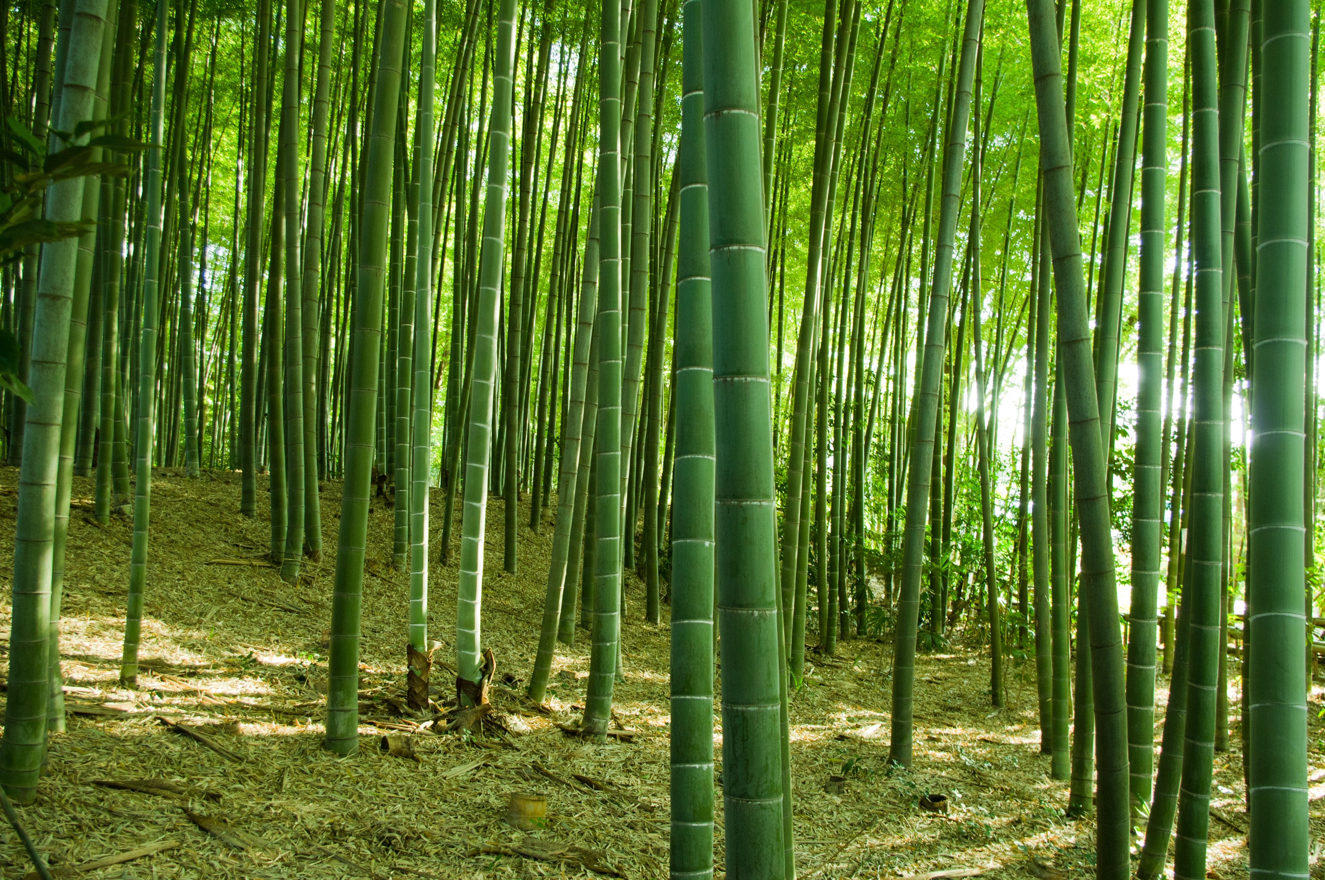 bamboo brush
