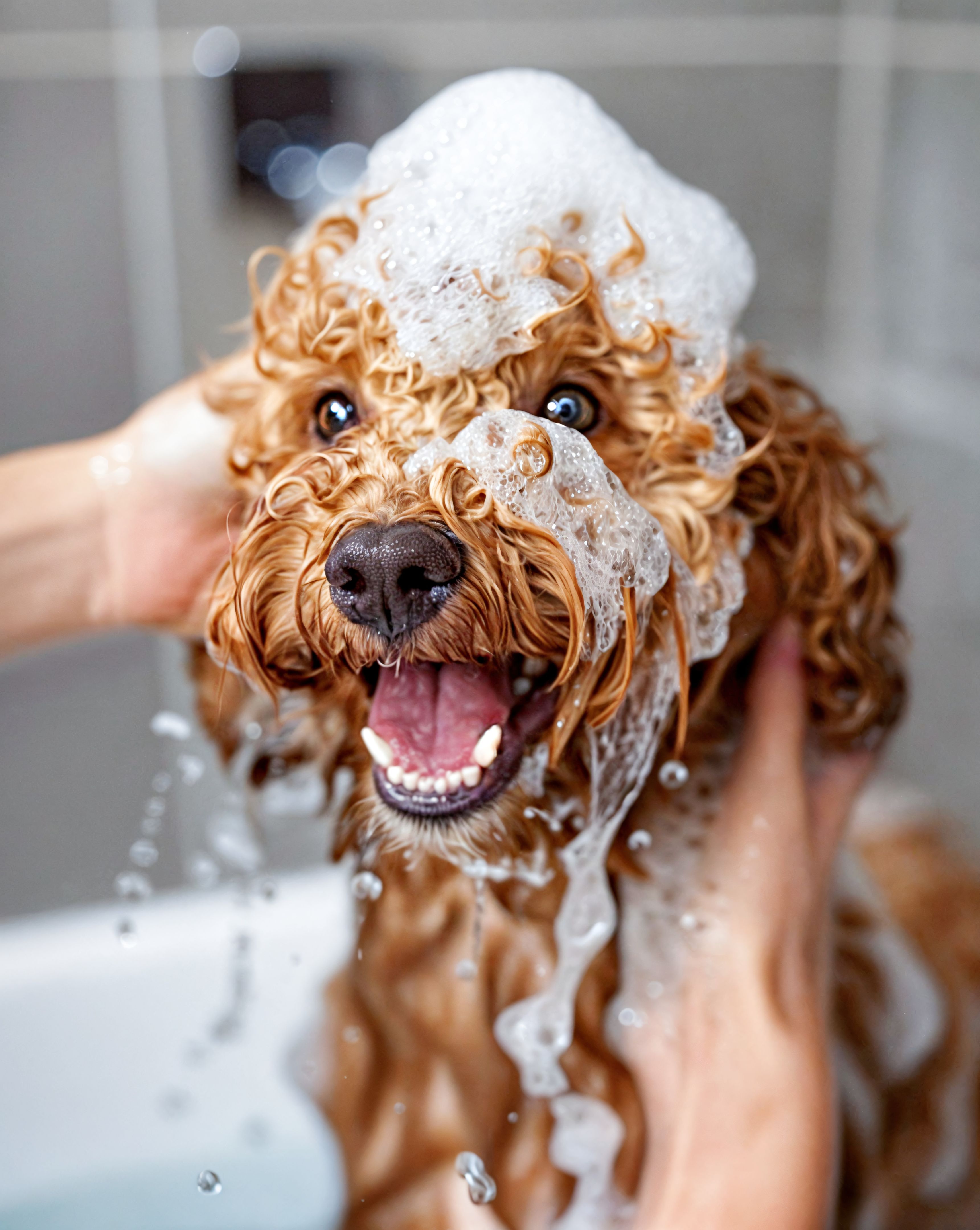Portrait of dog, a happy poodle in bathroom, bathing, with bubbles on head