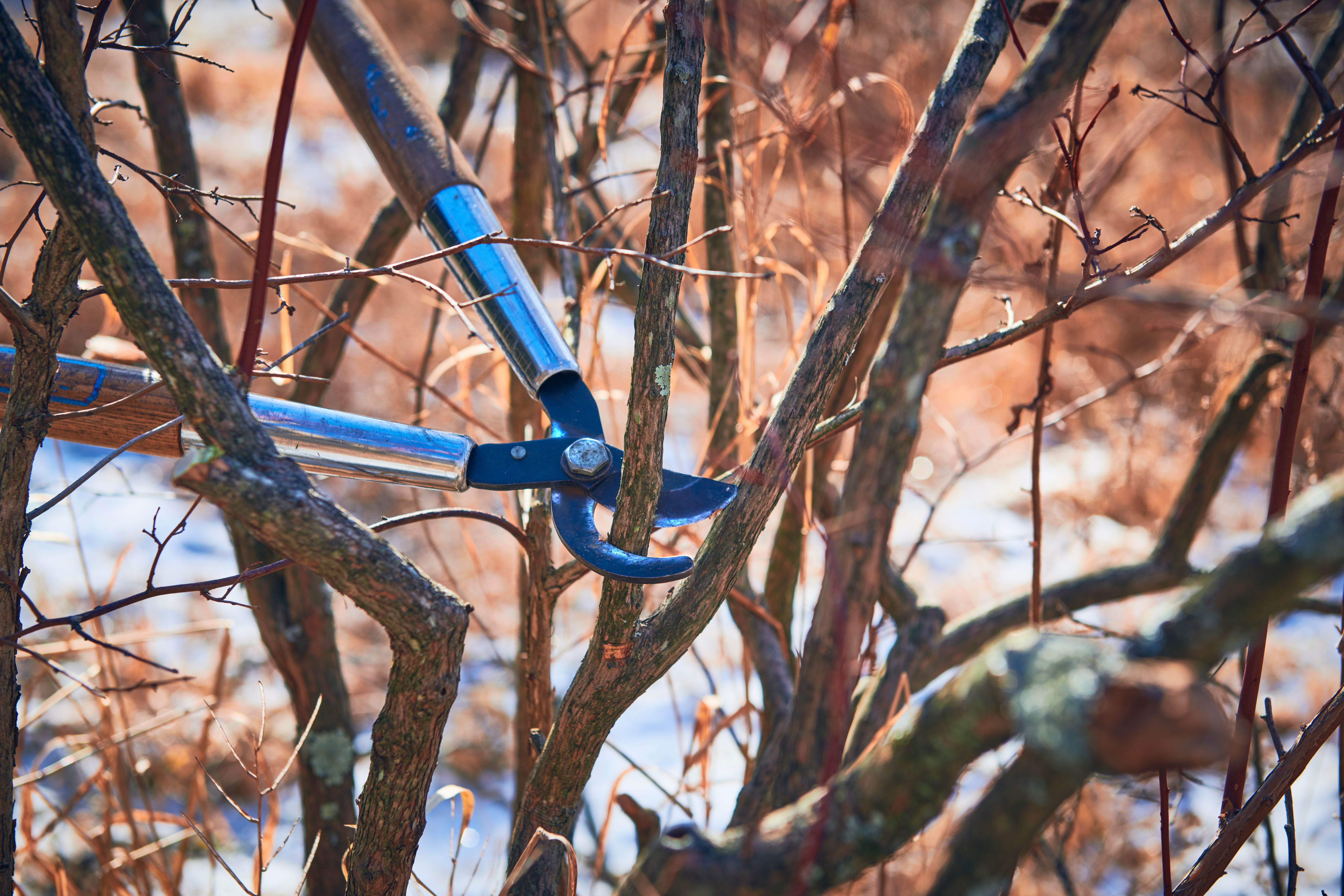 winter pruning trees