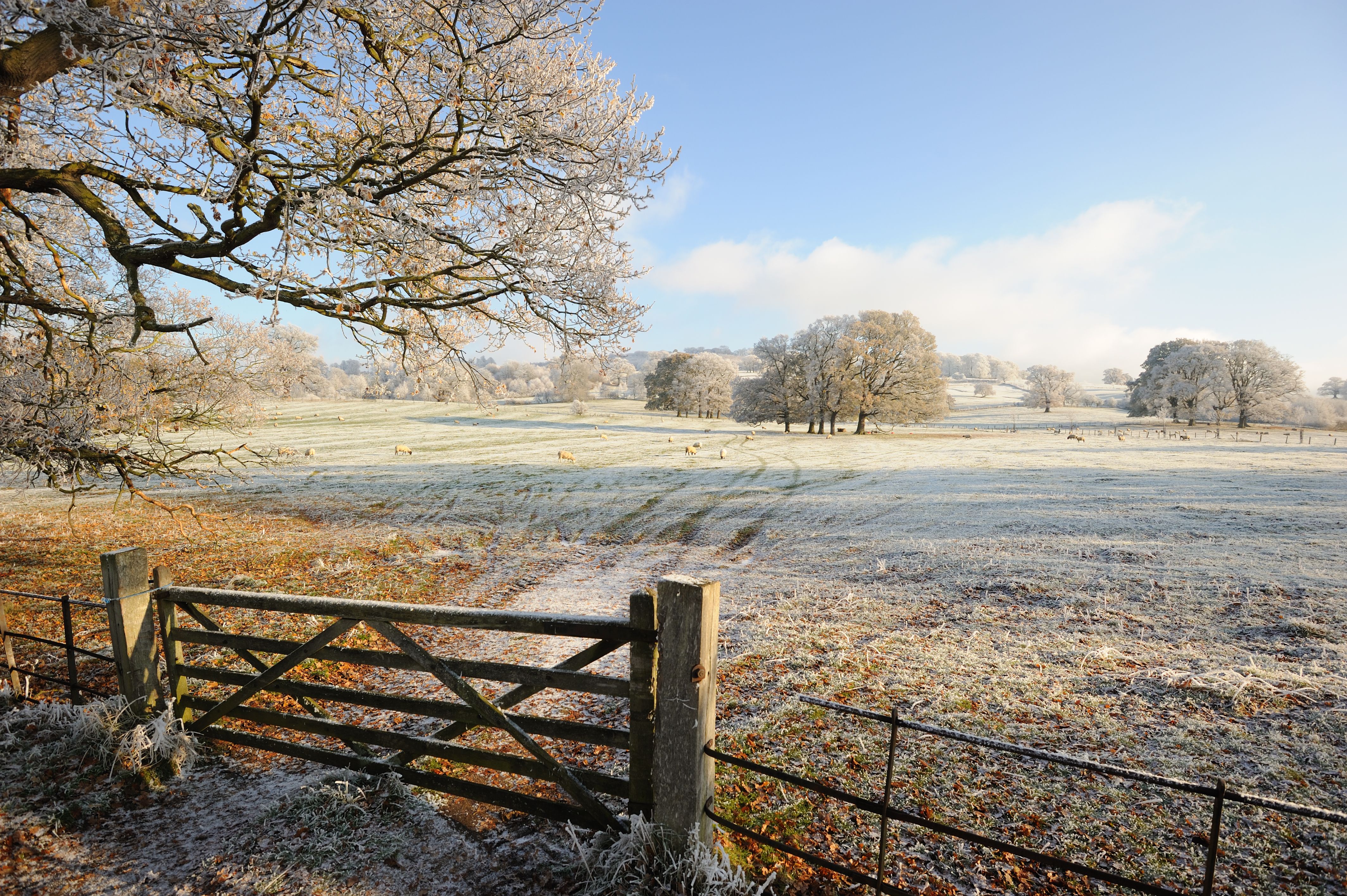Schafe auf einem eiskalten Field und in die Cotswolds