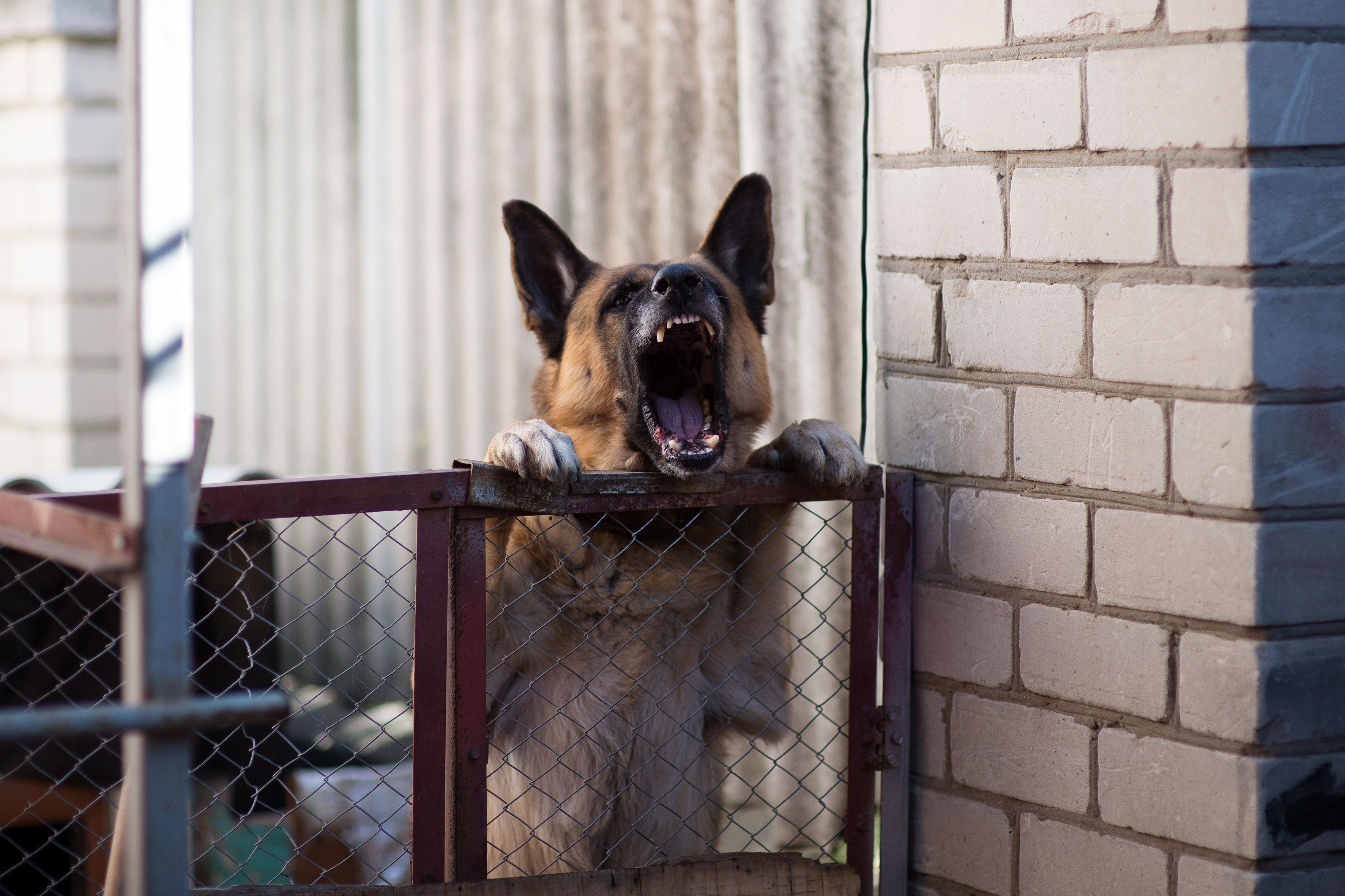 Big angry dog barks from an aviary Big angry dog barks from an aviary