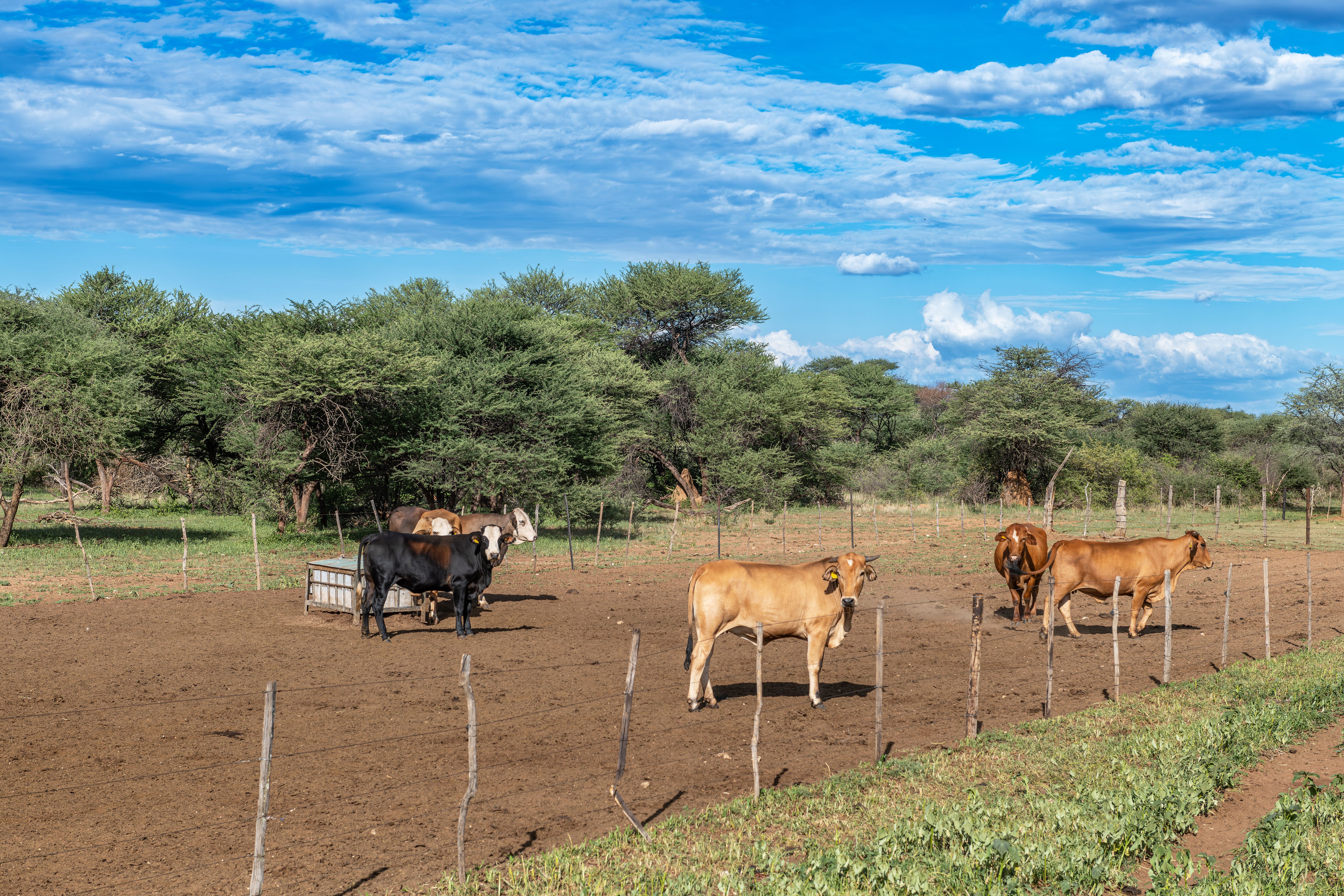 cow pasture Africa
