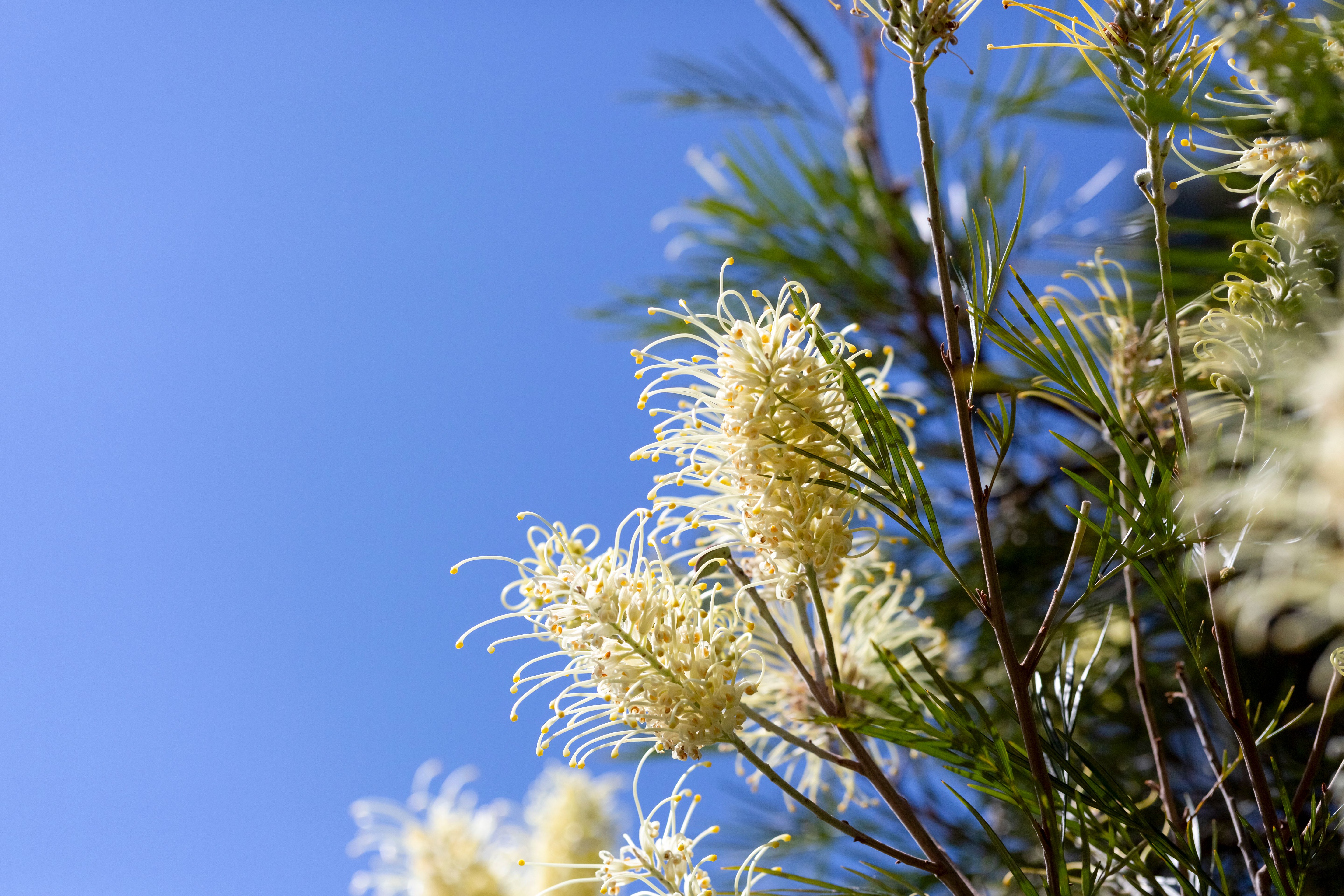 grevillea flowers