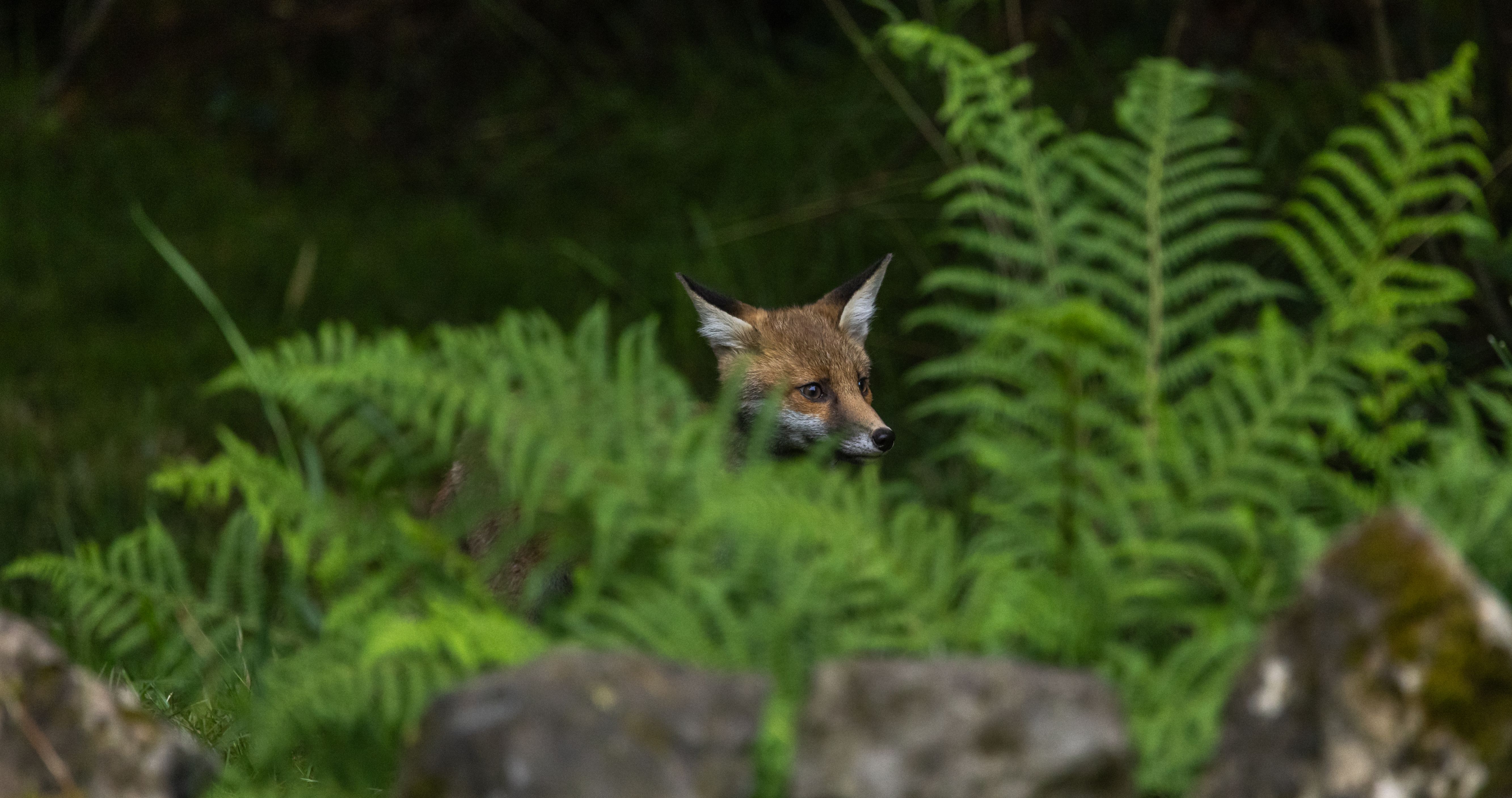 Red fox cub