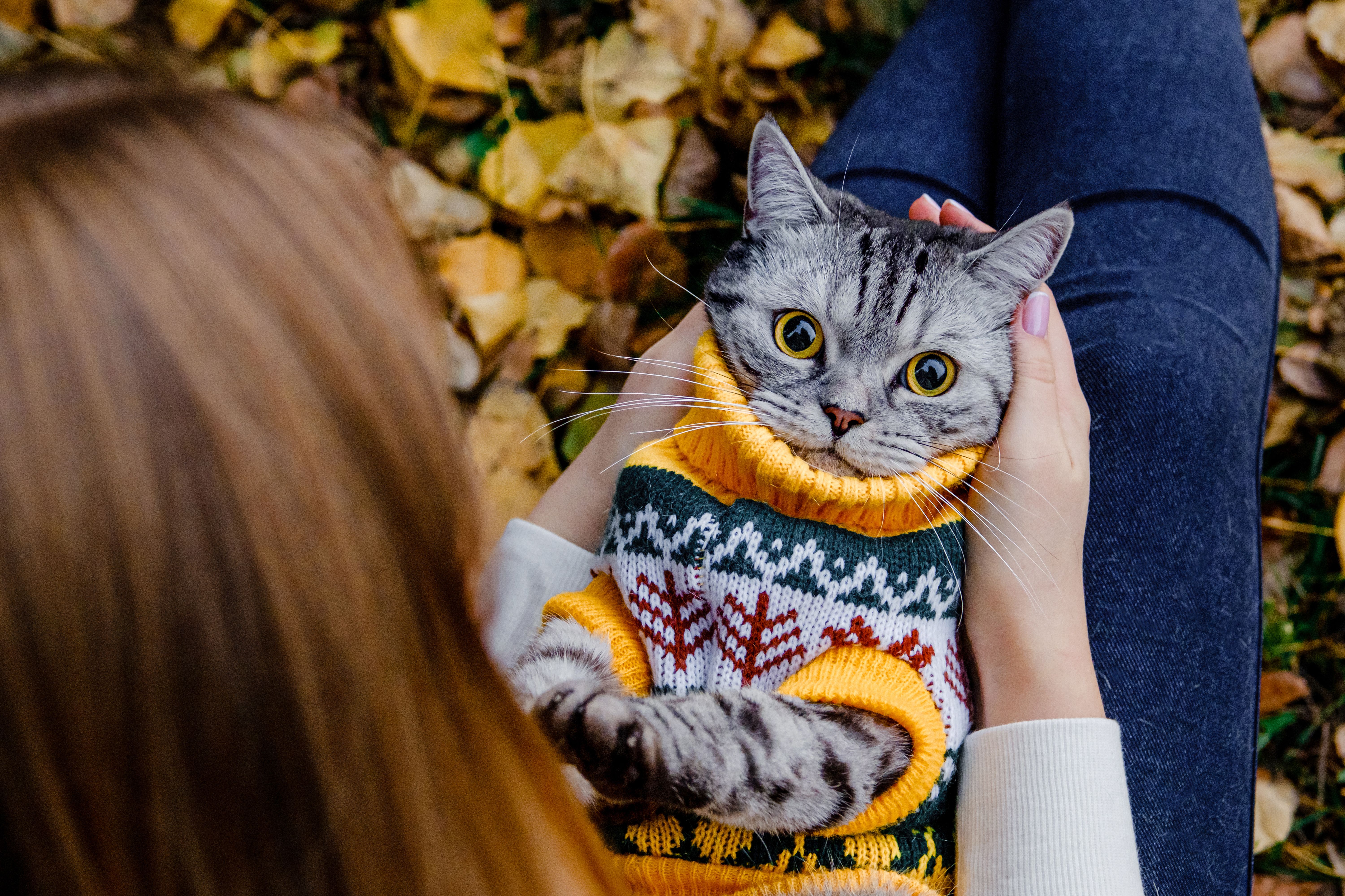 cat with sweater