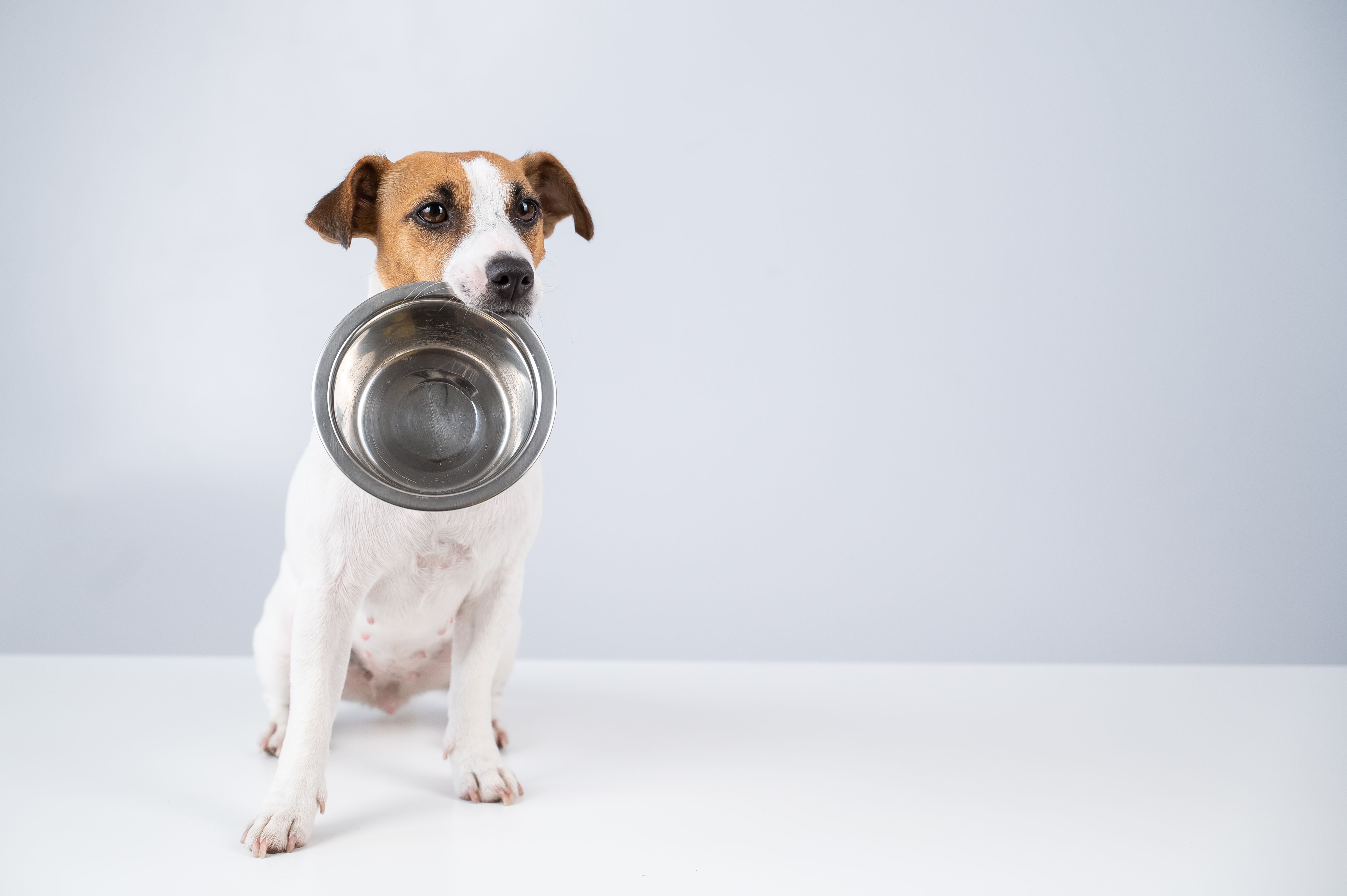 Hungry jack russell terrier holding an empty bowl on a white background. The dog asks for food.