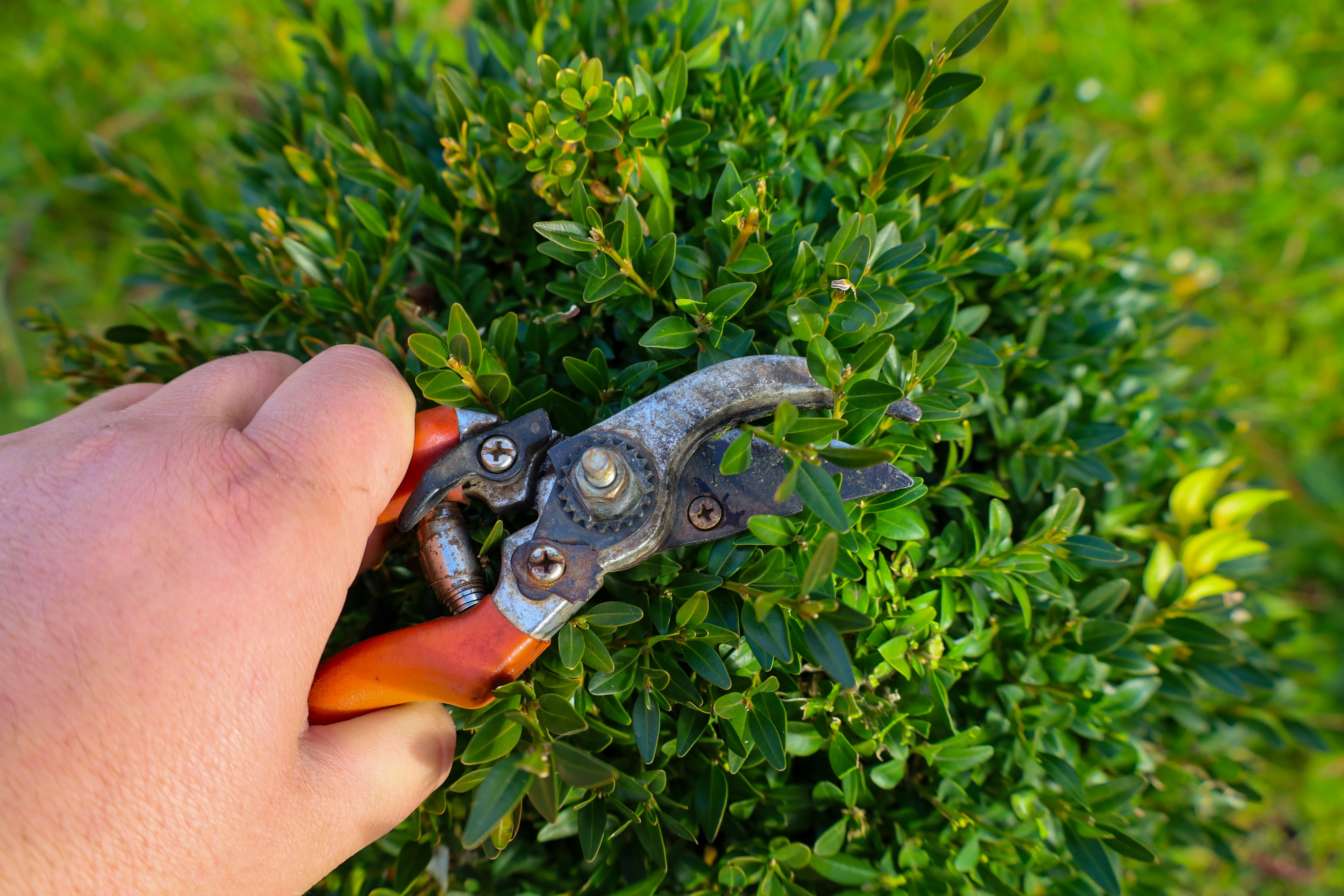 pruning shears