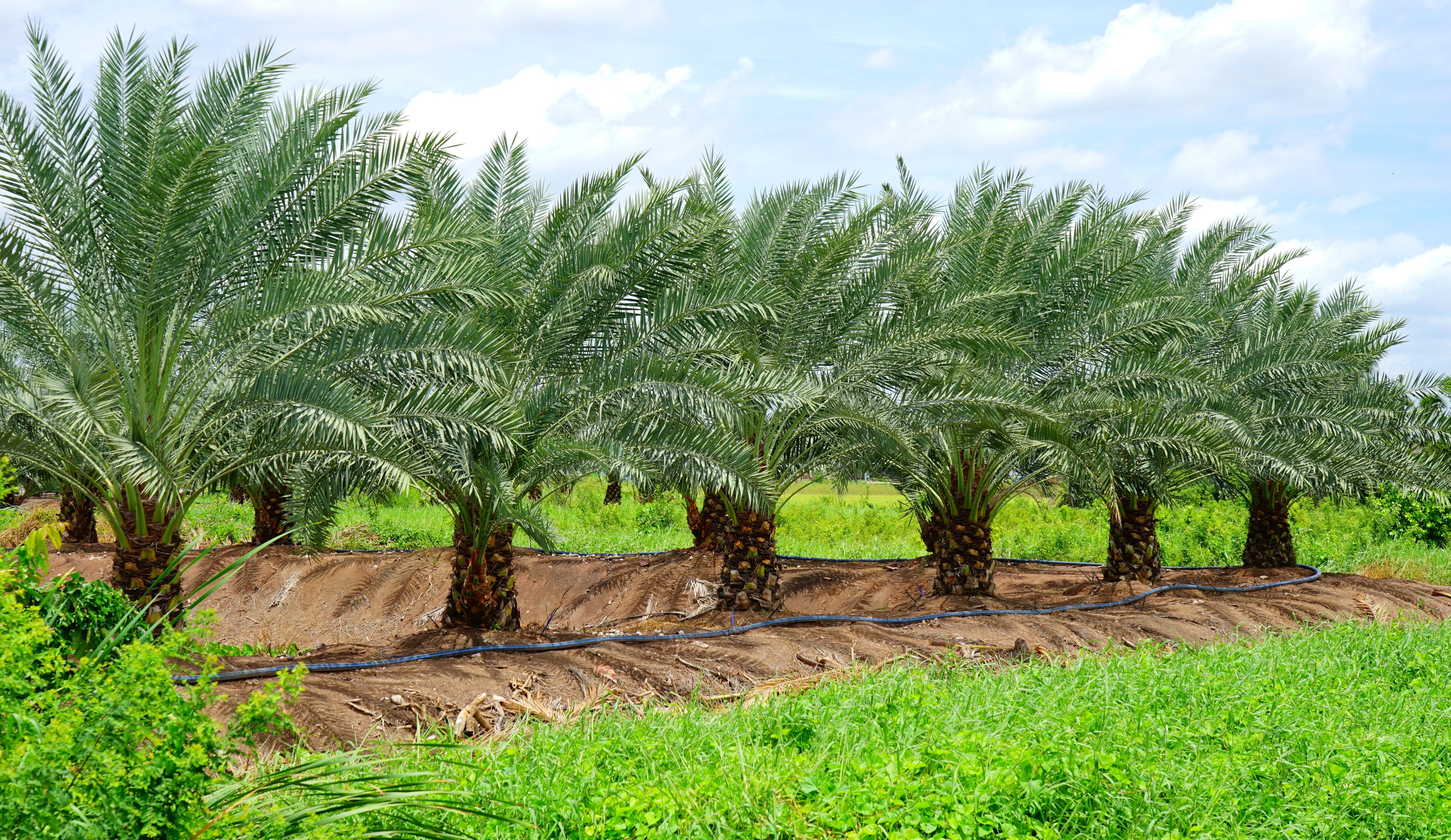 palm plantation garden