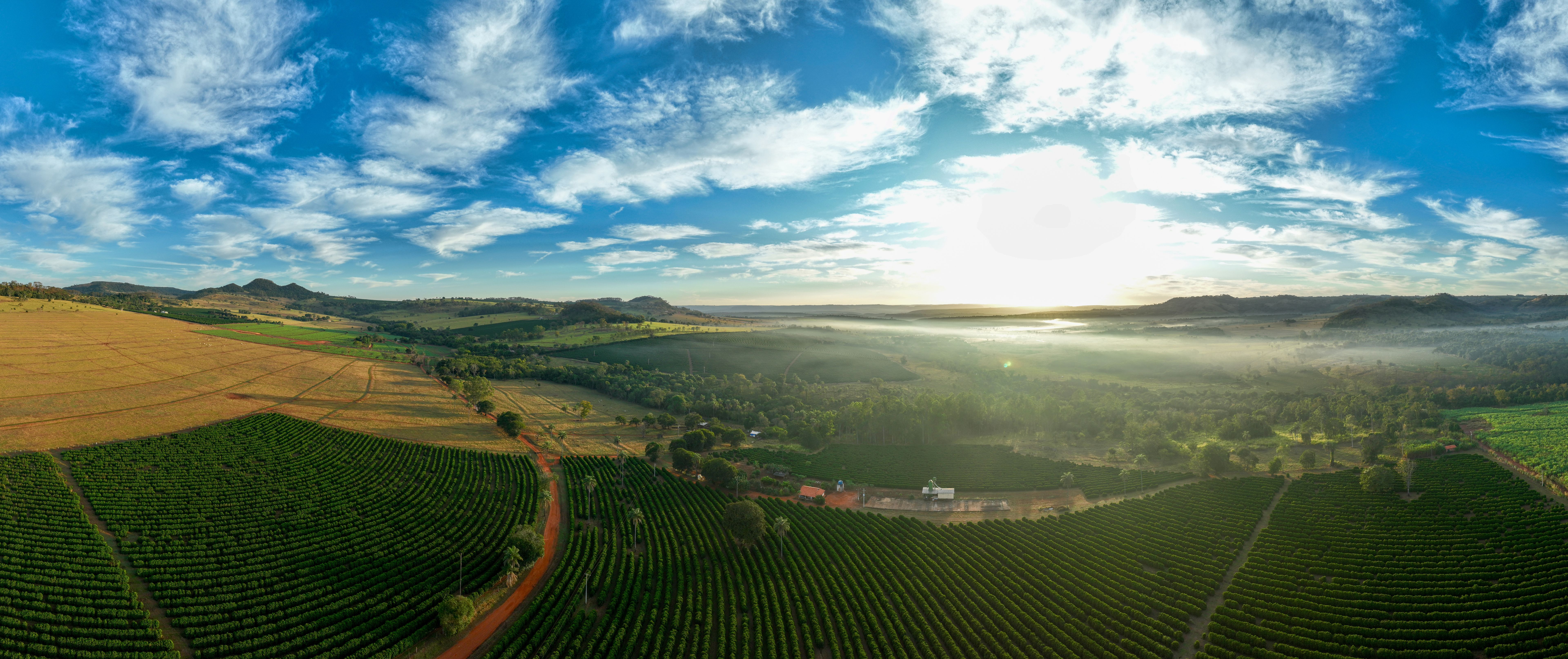 brazilian coffee farm