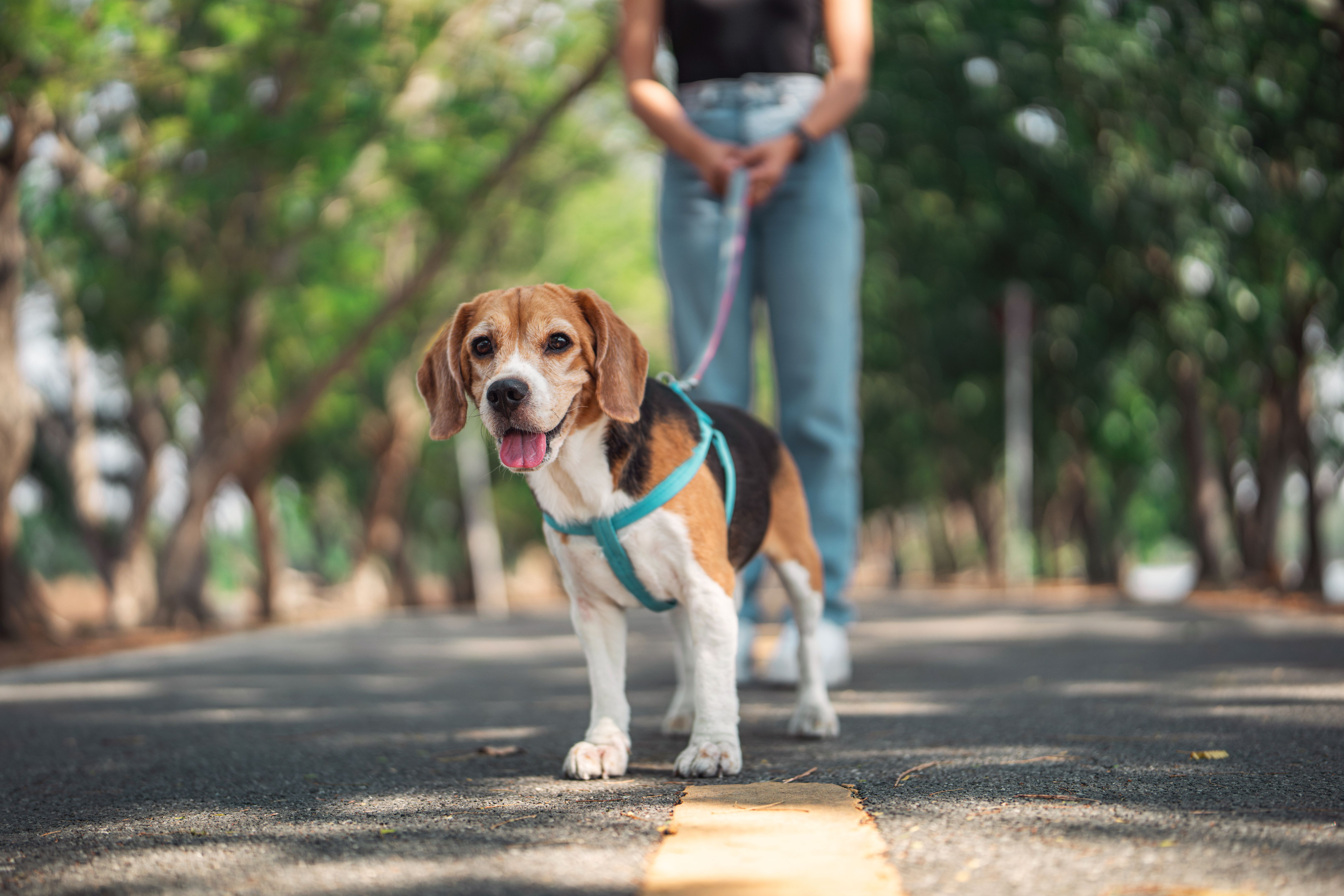 dog walking