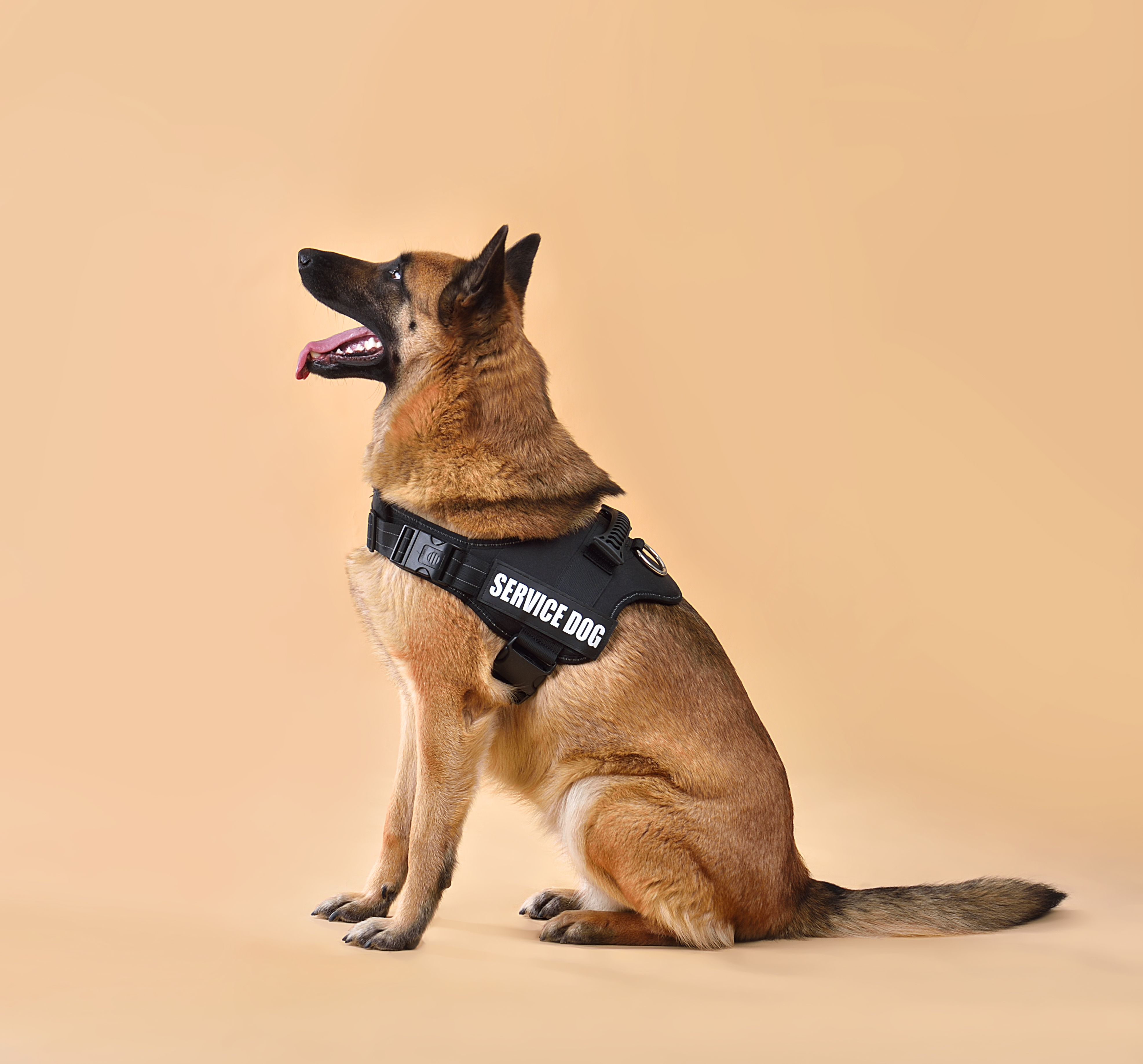 service dog training