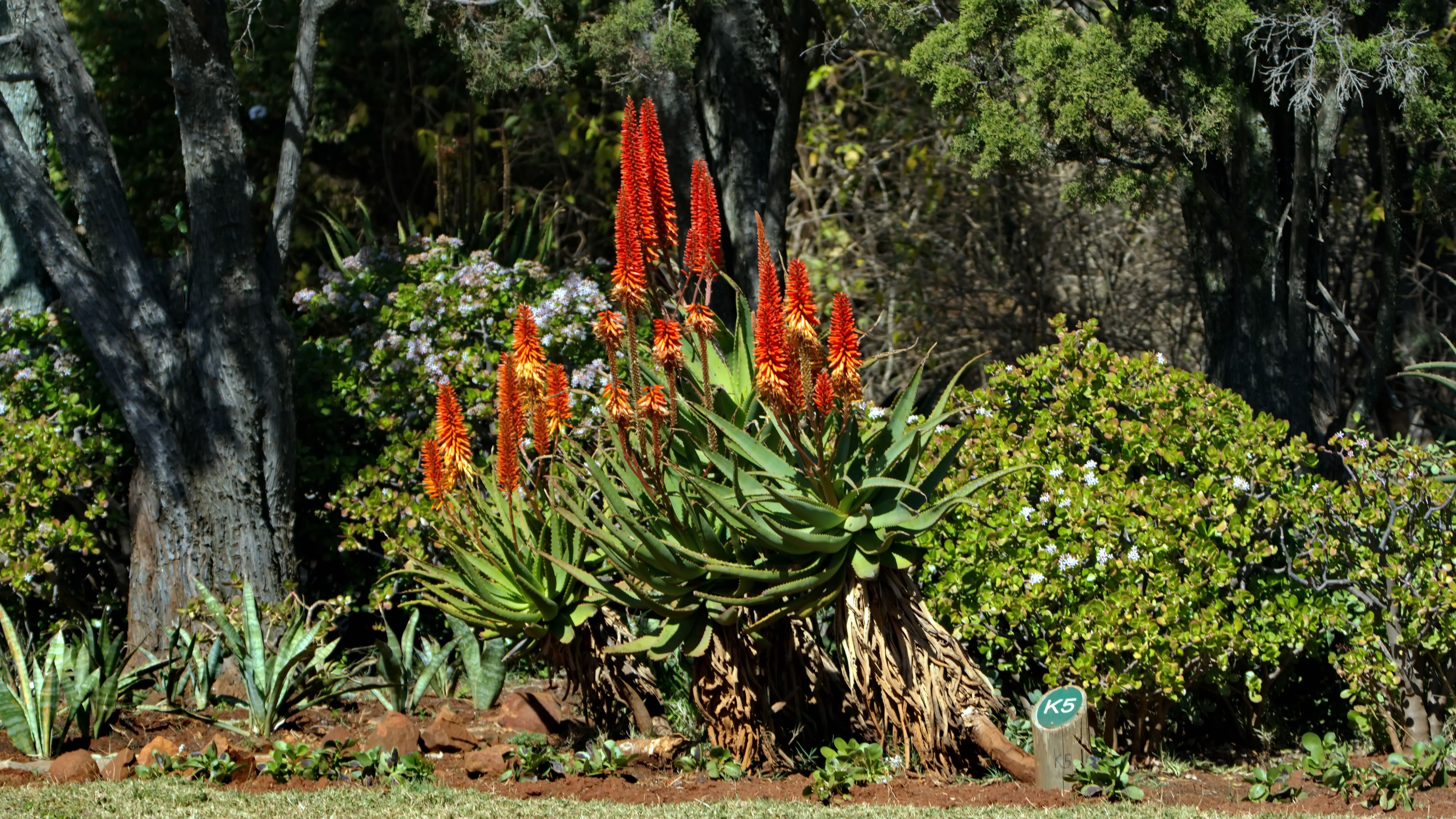 indigenous plants Pretoria