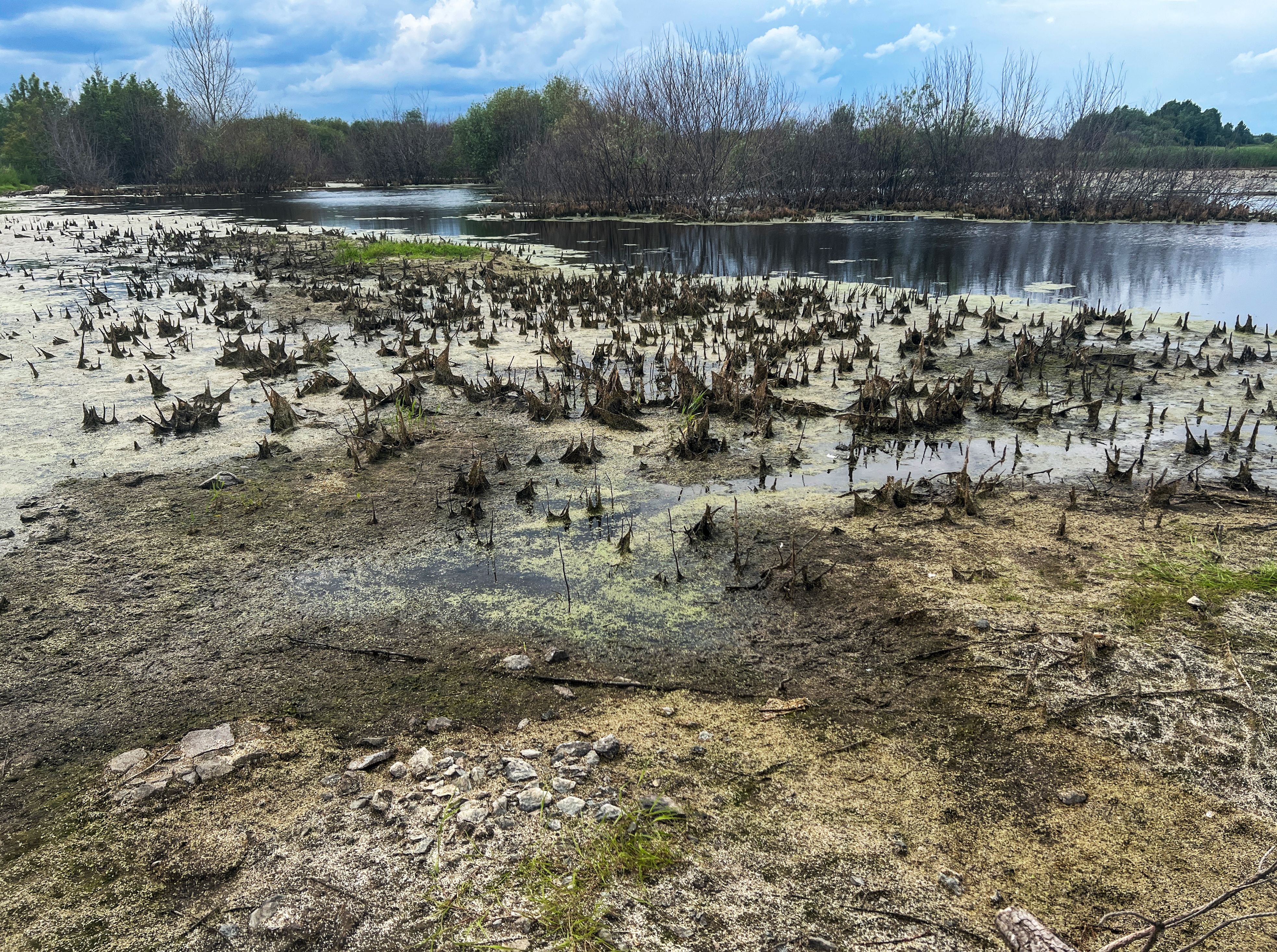 environmental impact