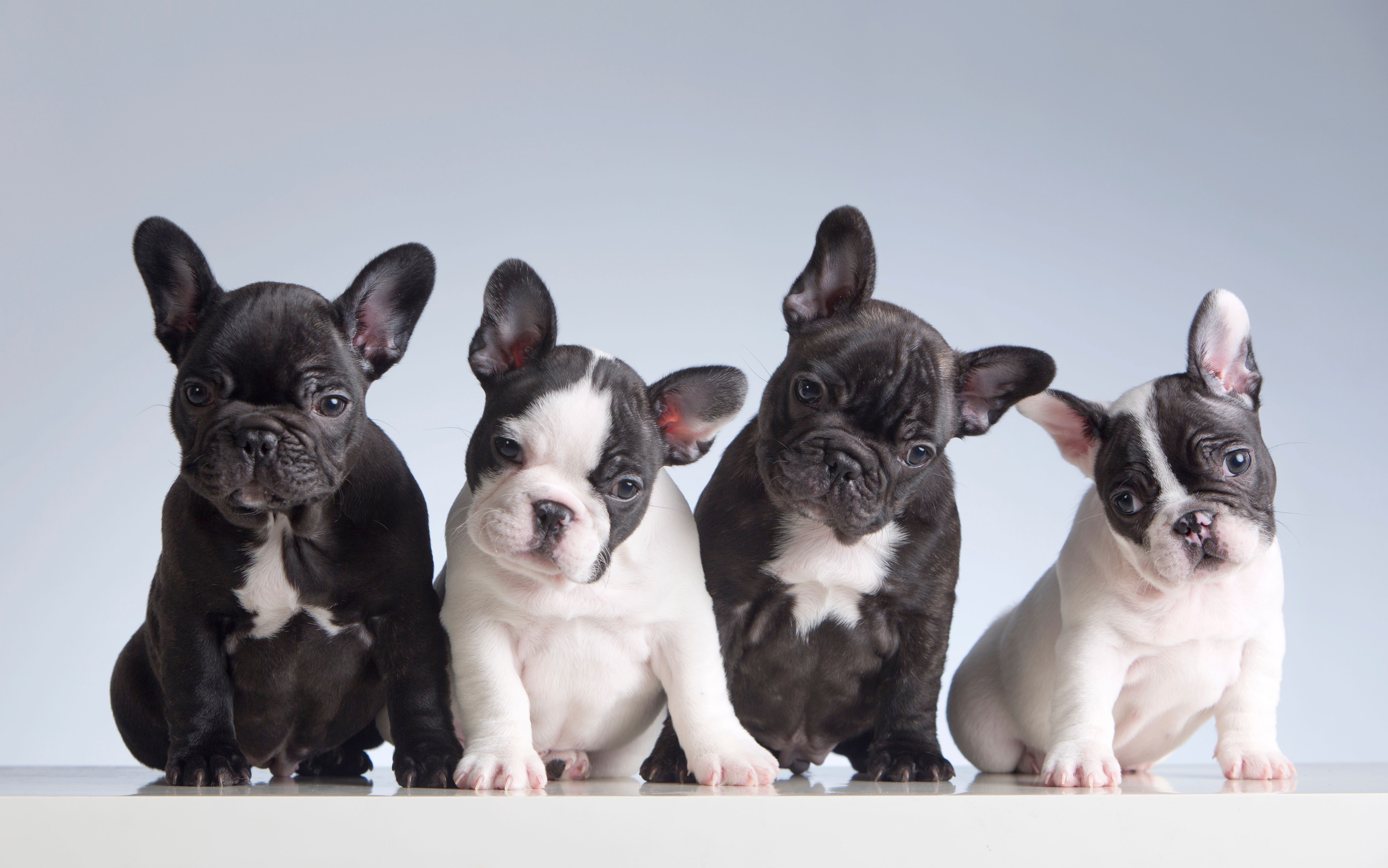 Four baby french bulldogs Four baby french bulldogs