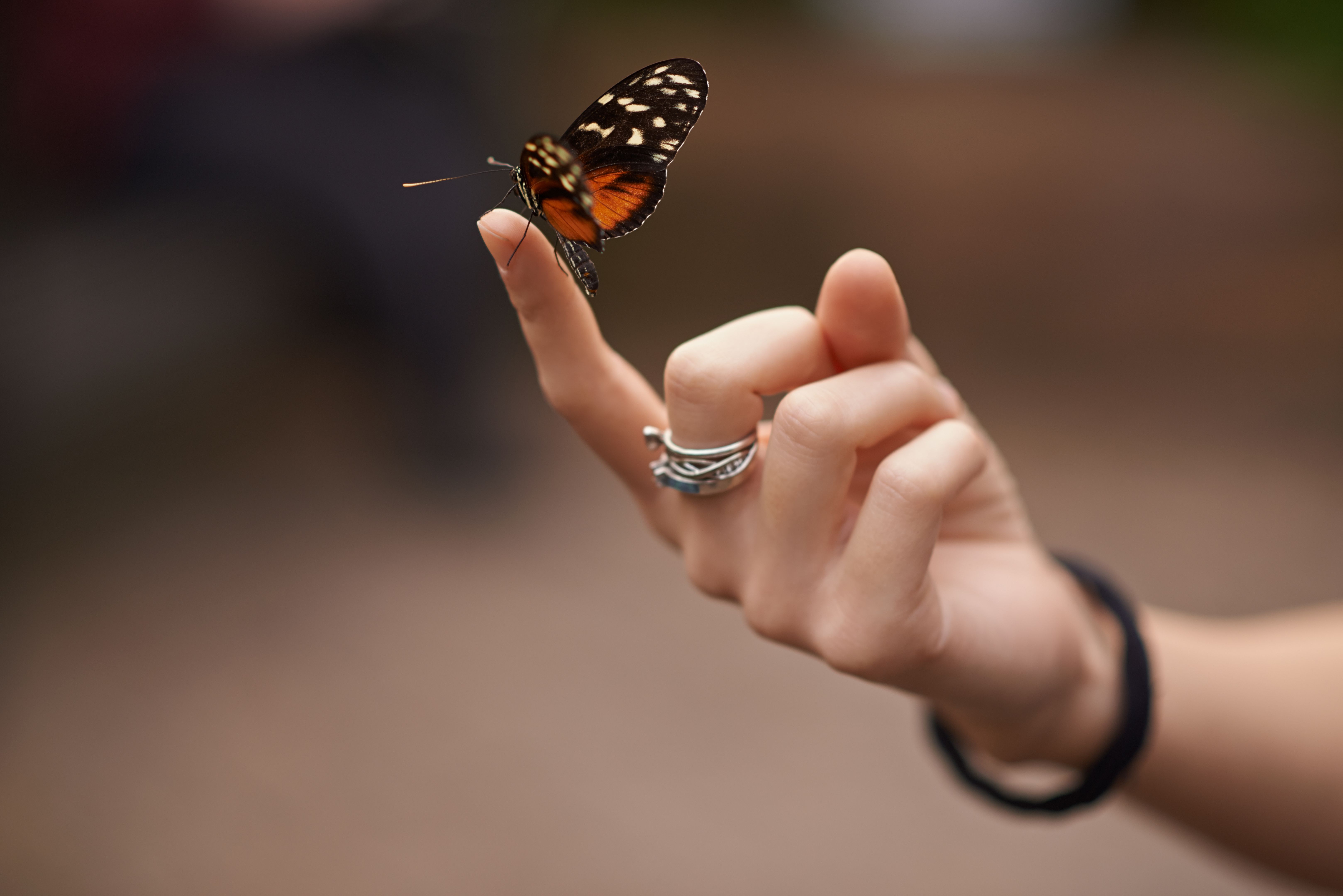 Spread your wings and fly, beautiful butterfly Spread your wings and fly, beautiful butterfly