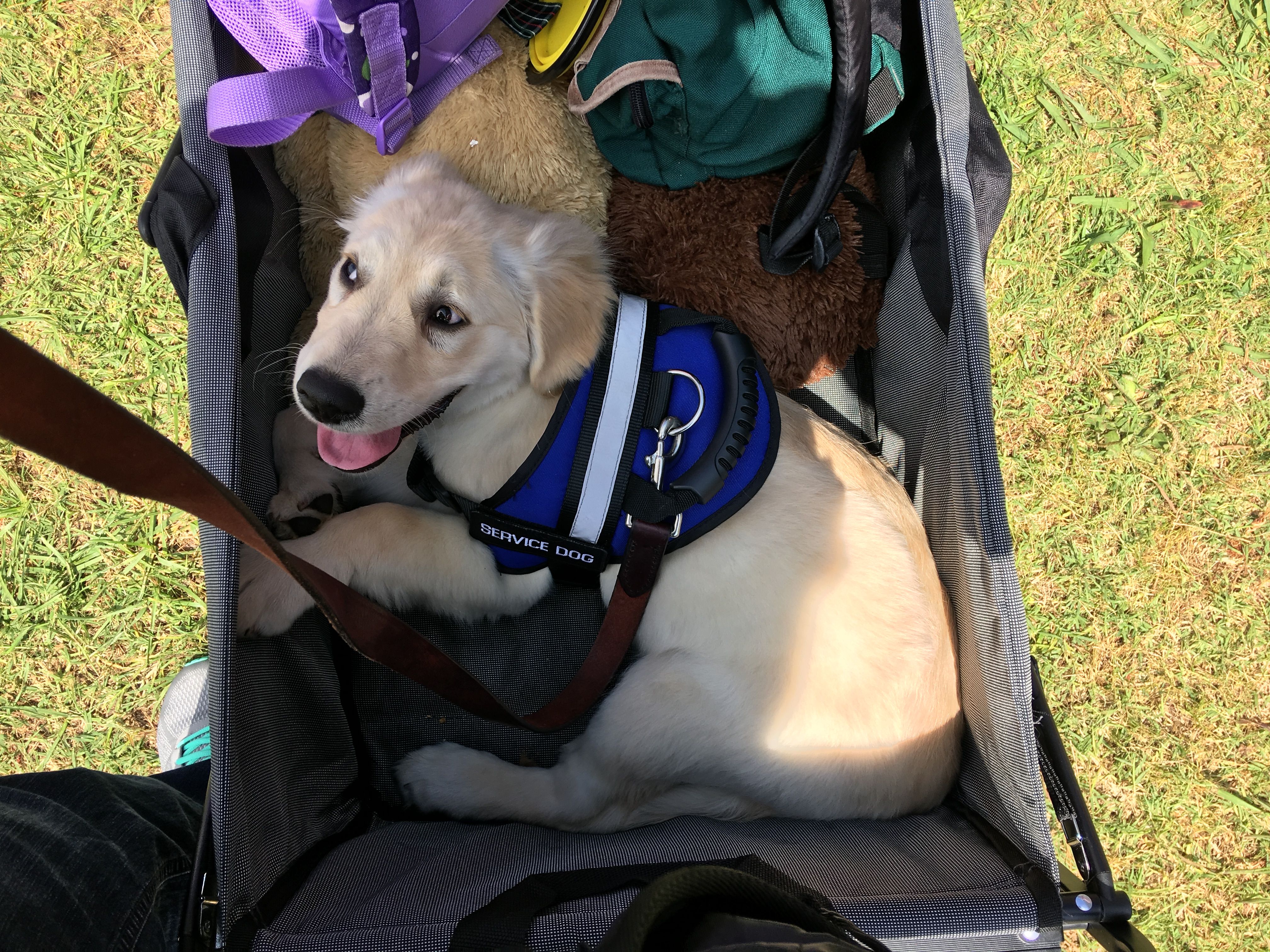 Service dog in training Service dog in training
