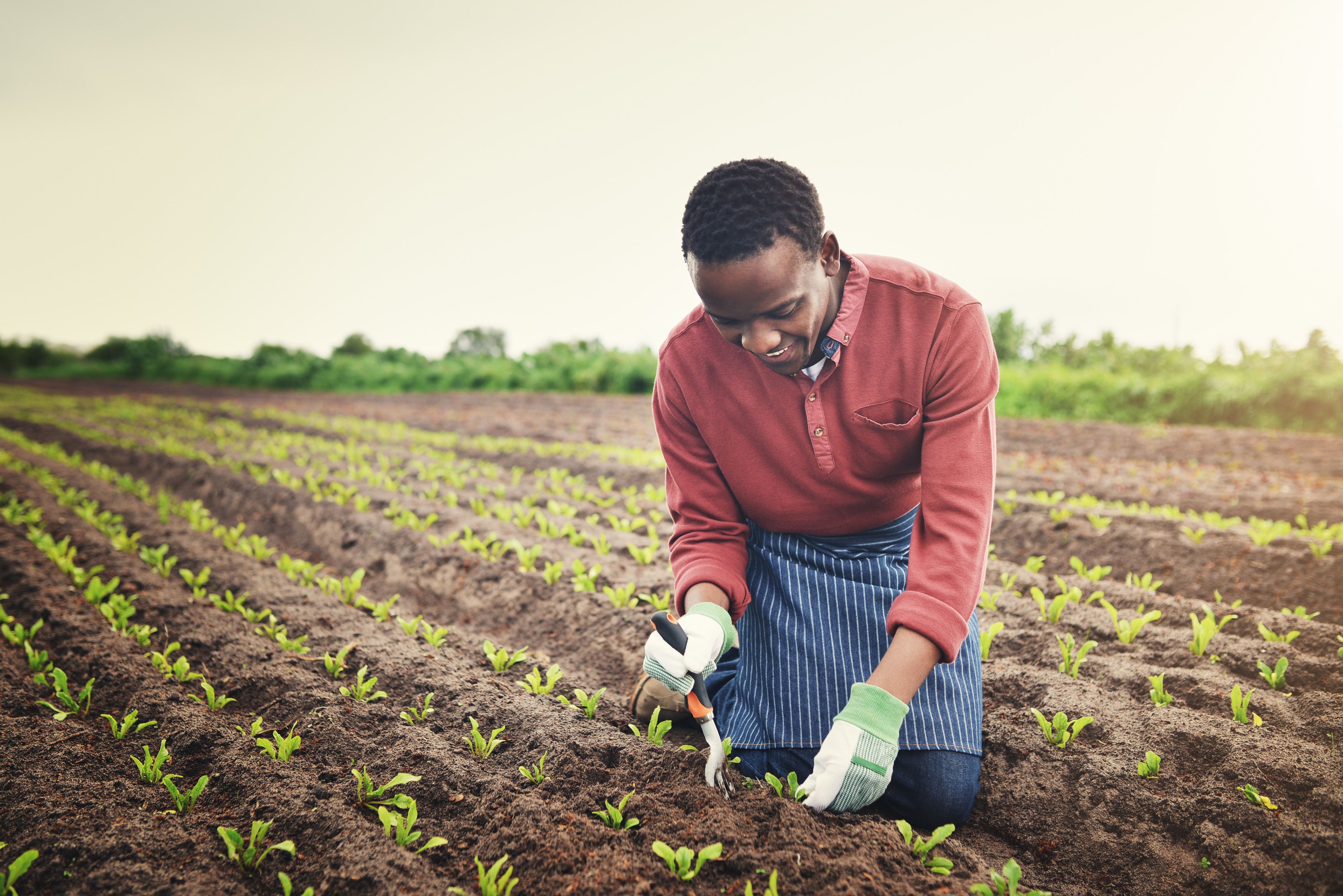 food security africa