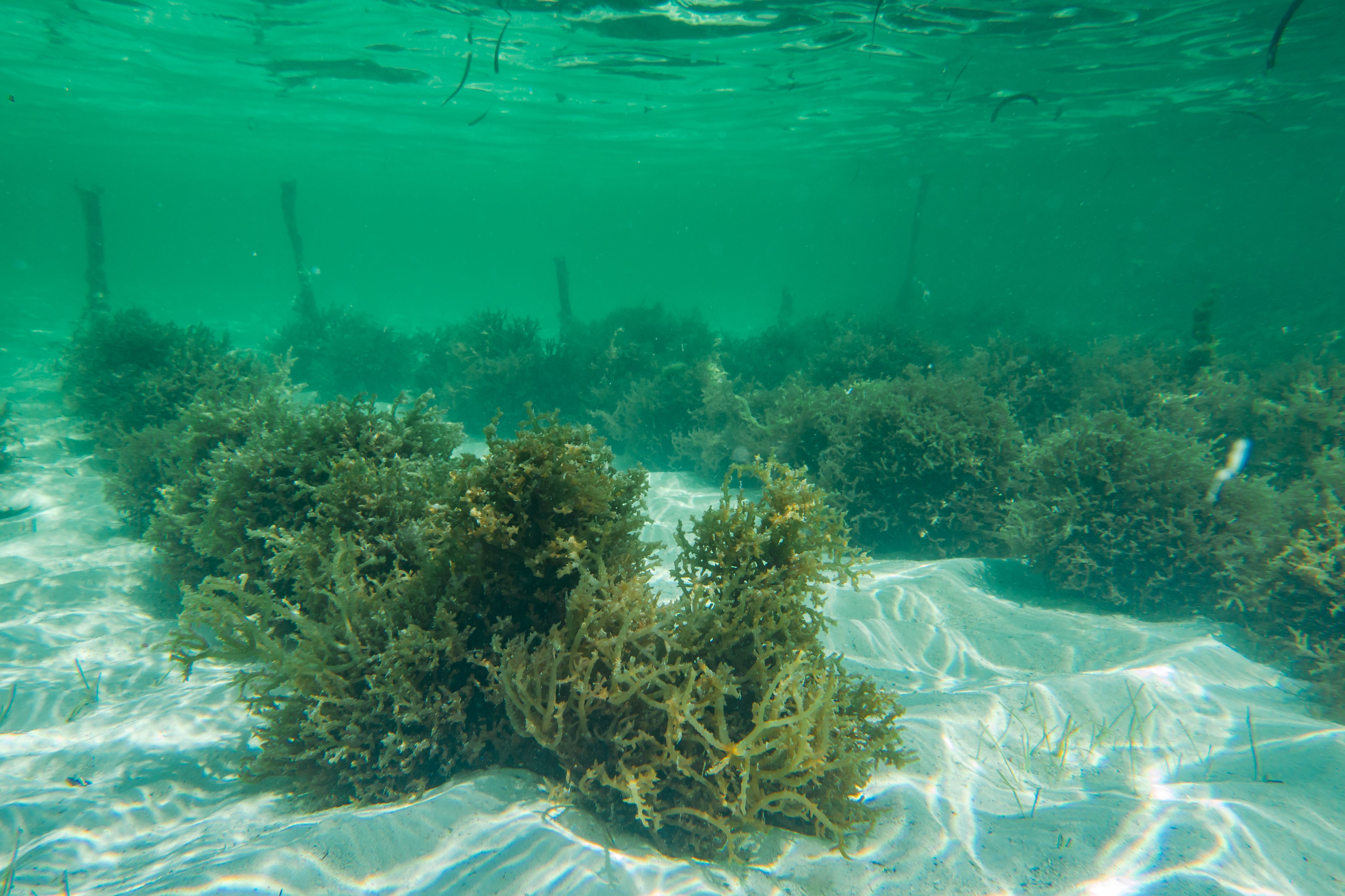 Underwater photography. Sea weed plantation. Zanzibar, Tanzania. Underwater photography. Sea weed plantation. Zanzibar, Tanzania.