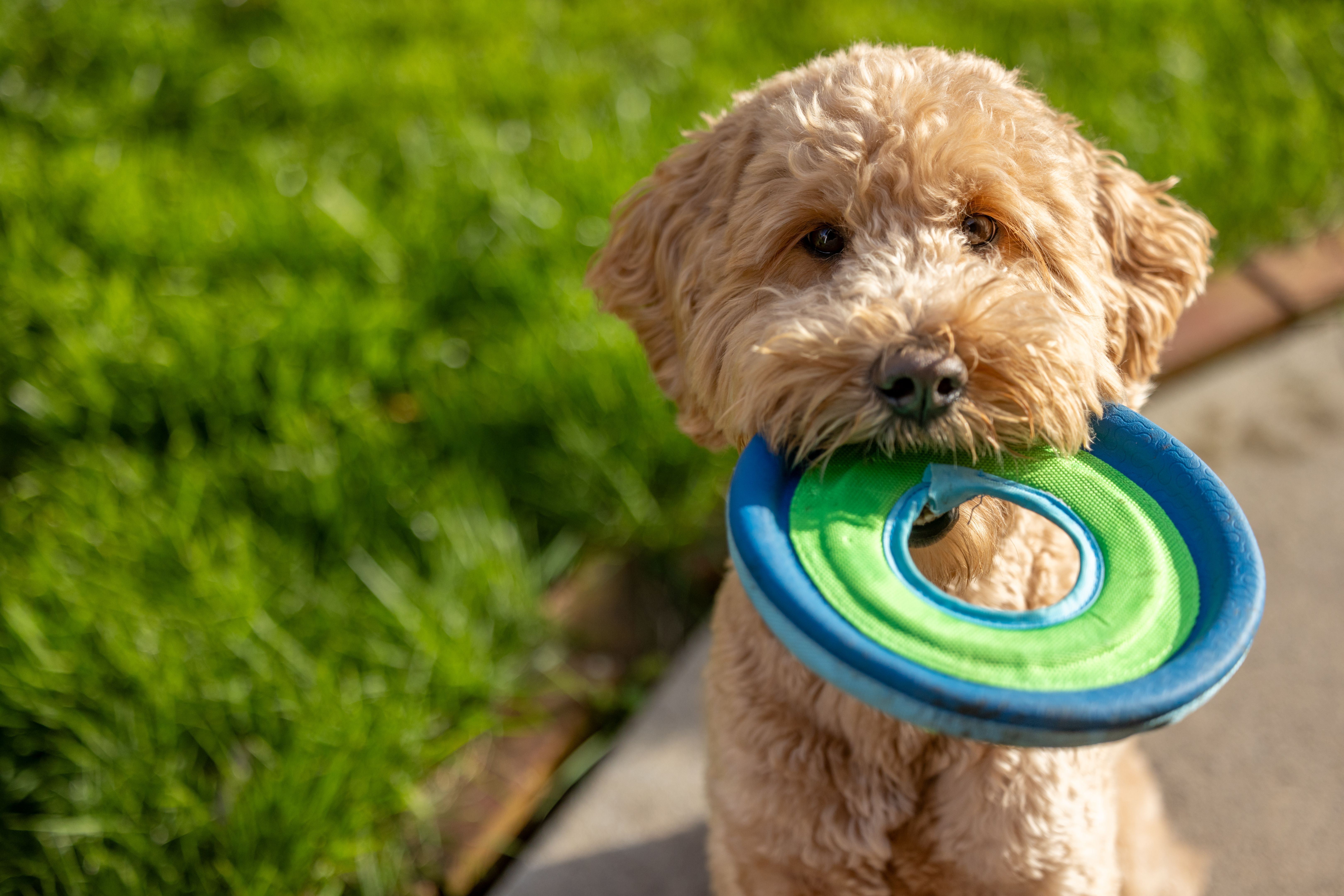 dog park
