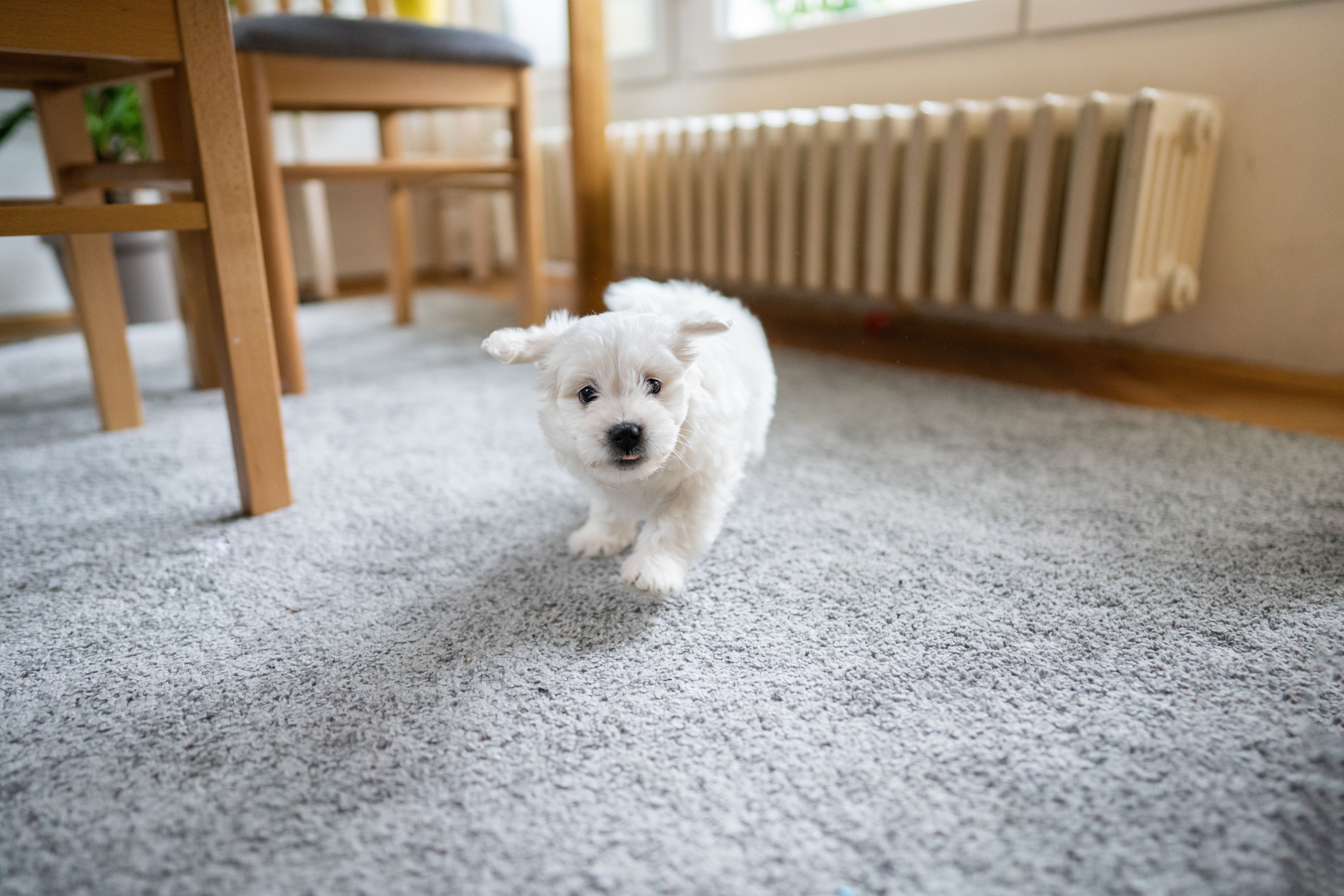 puppy playing indoors