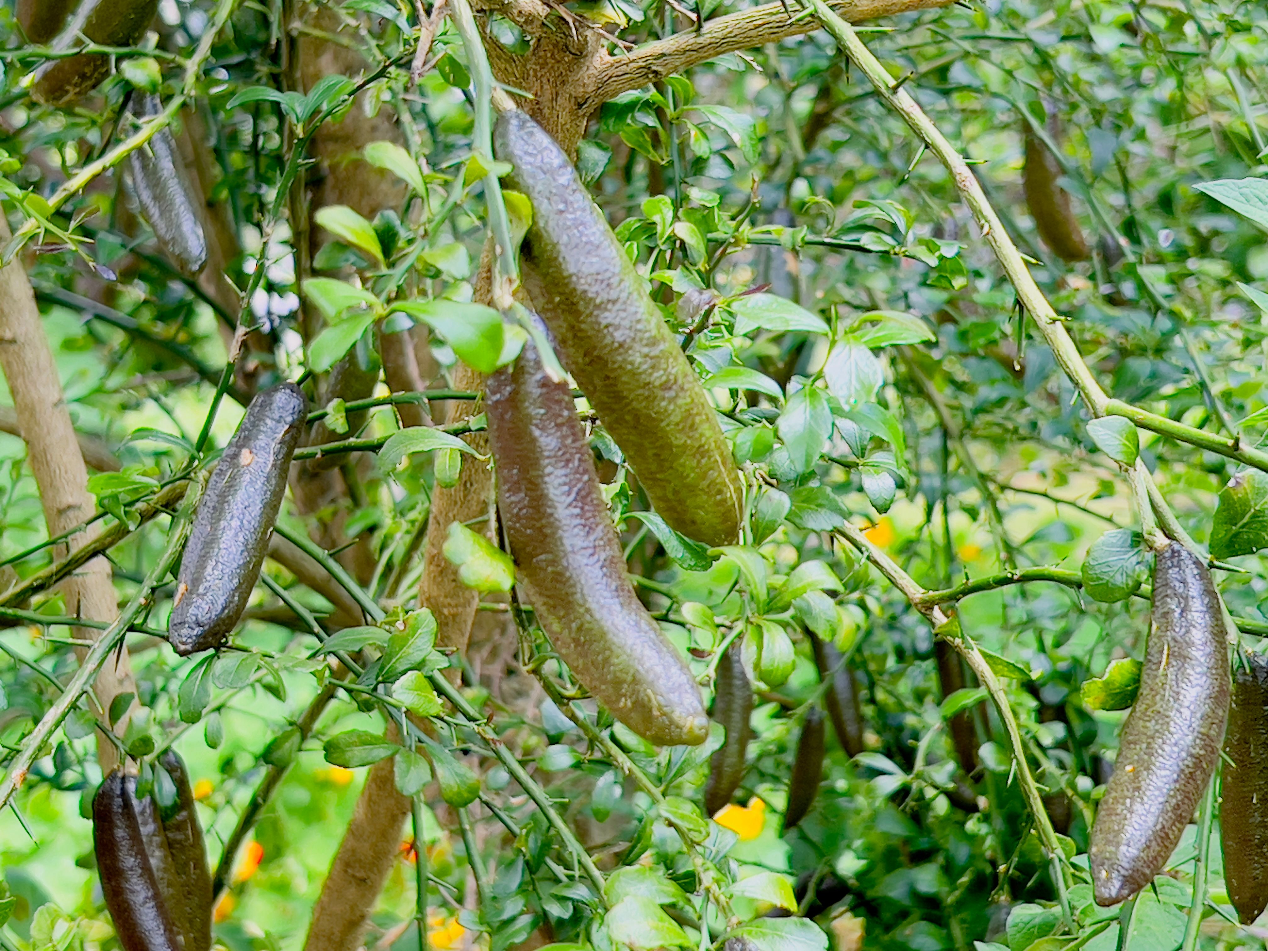 australian native ingredients
