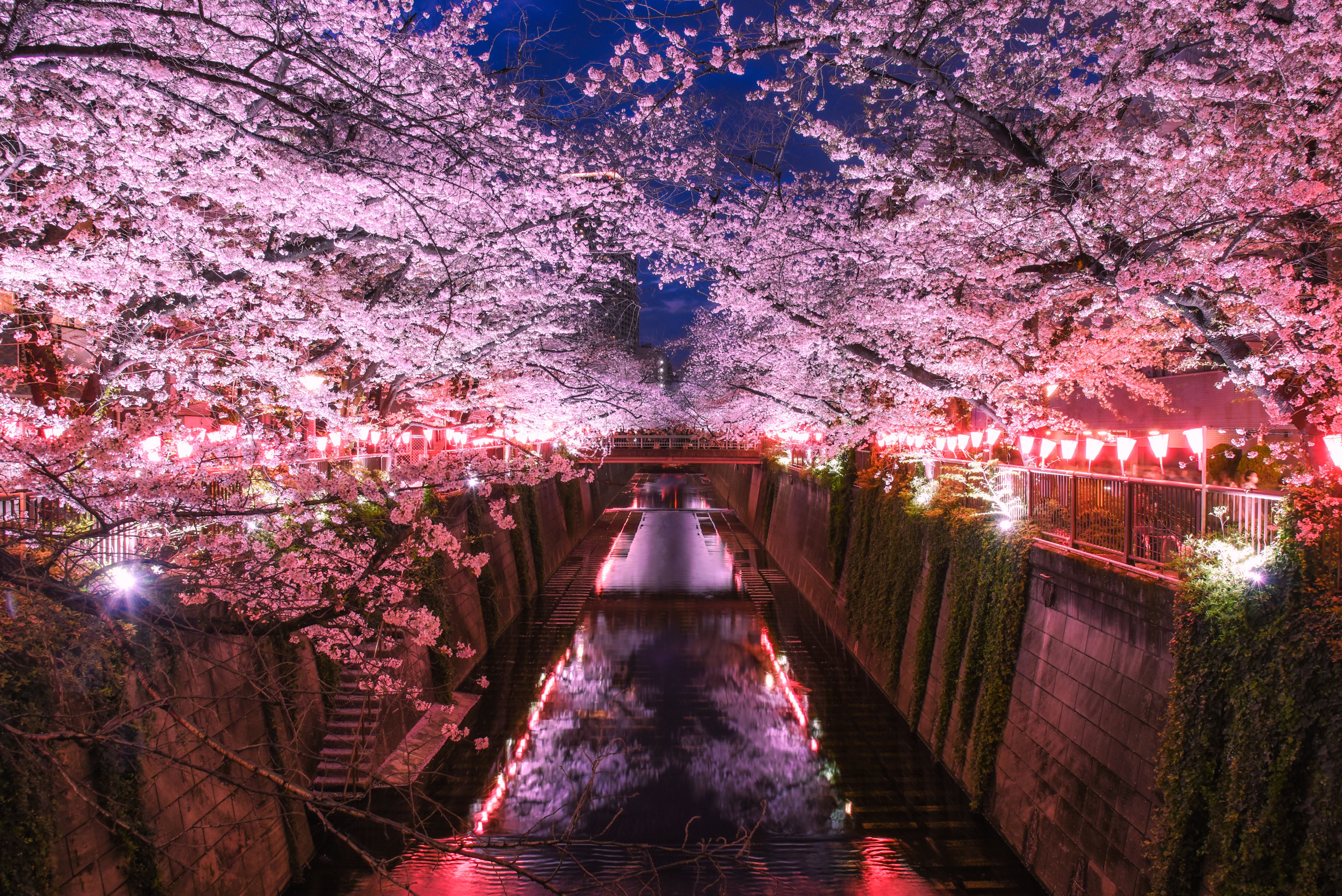 Night cherry blossoms at Meguro River Cherry Blossom Festival