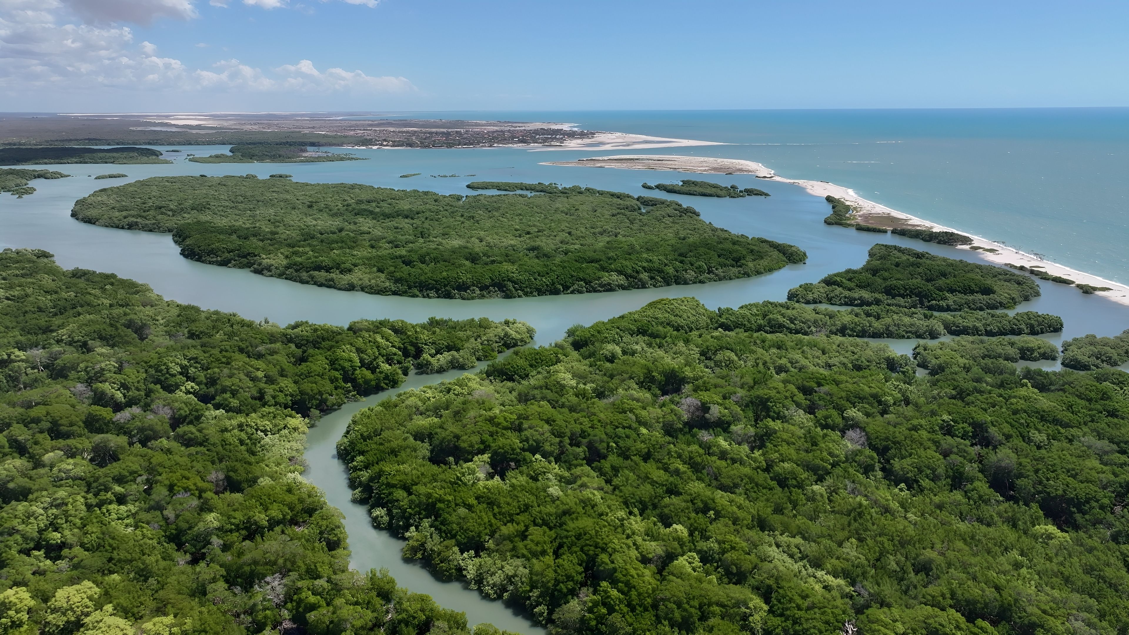 coastal mangroves
